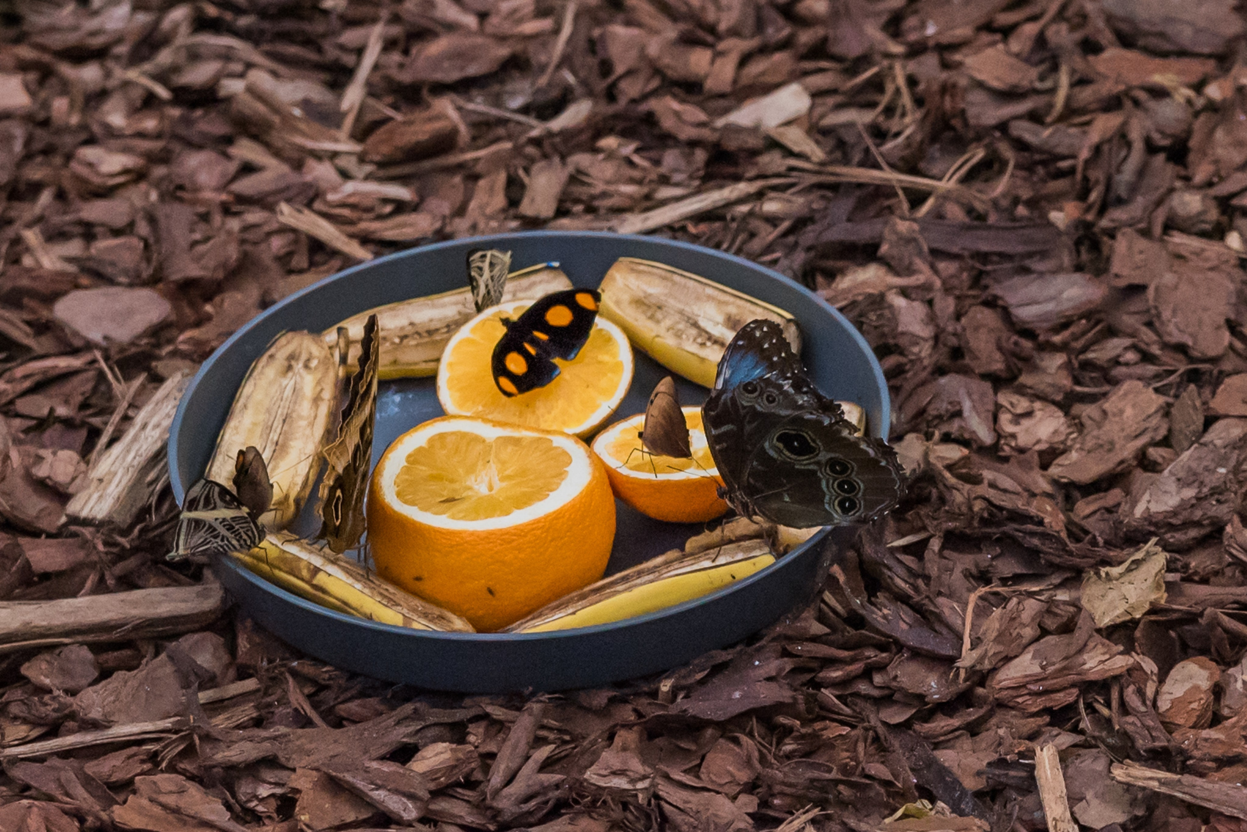 ~Animale si alte vietati~. Andreea Ivan art-Fotograf Constanta, Fotograf profesionist Constanta, Fotograf de nunta Constanta, botez, sedinte foto cu tematica, portret