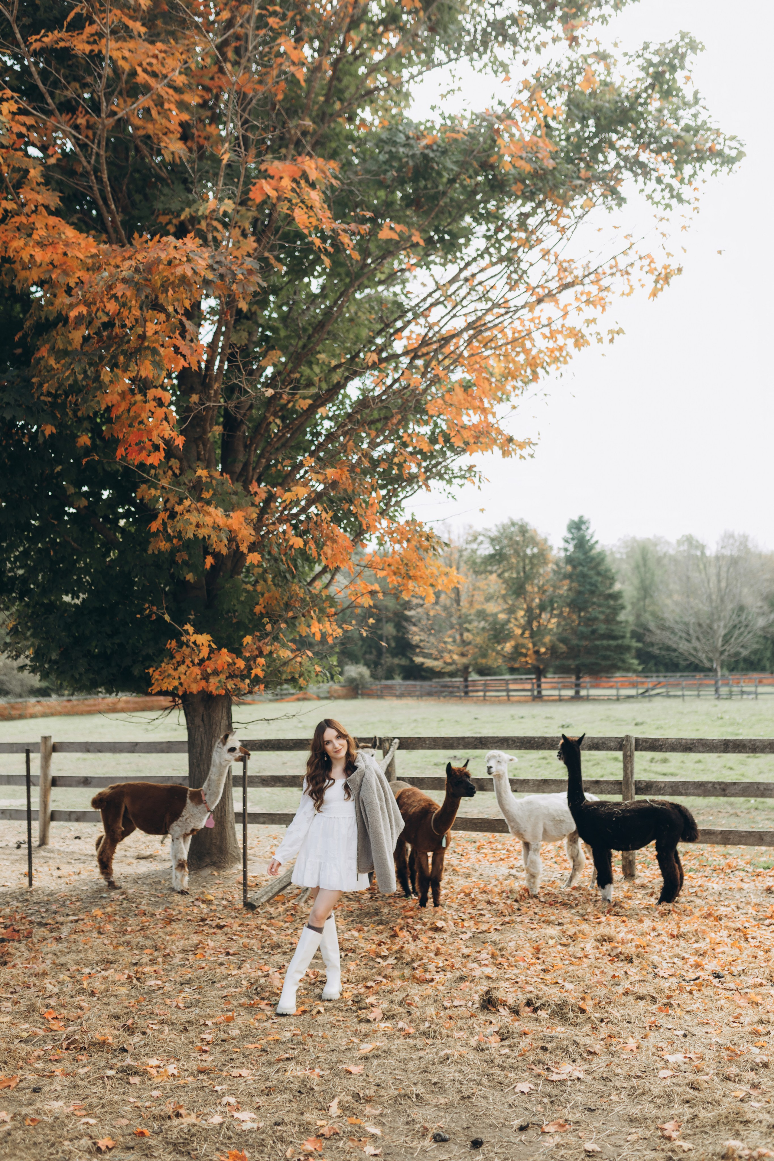 Alpacas Farm. Chernenko.photography