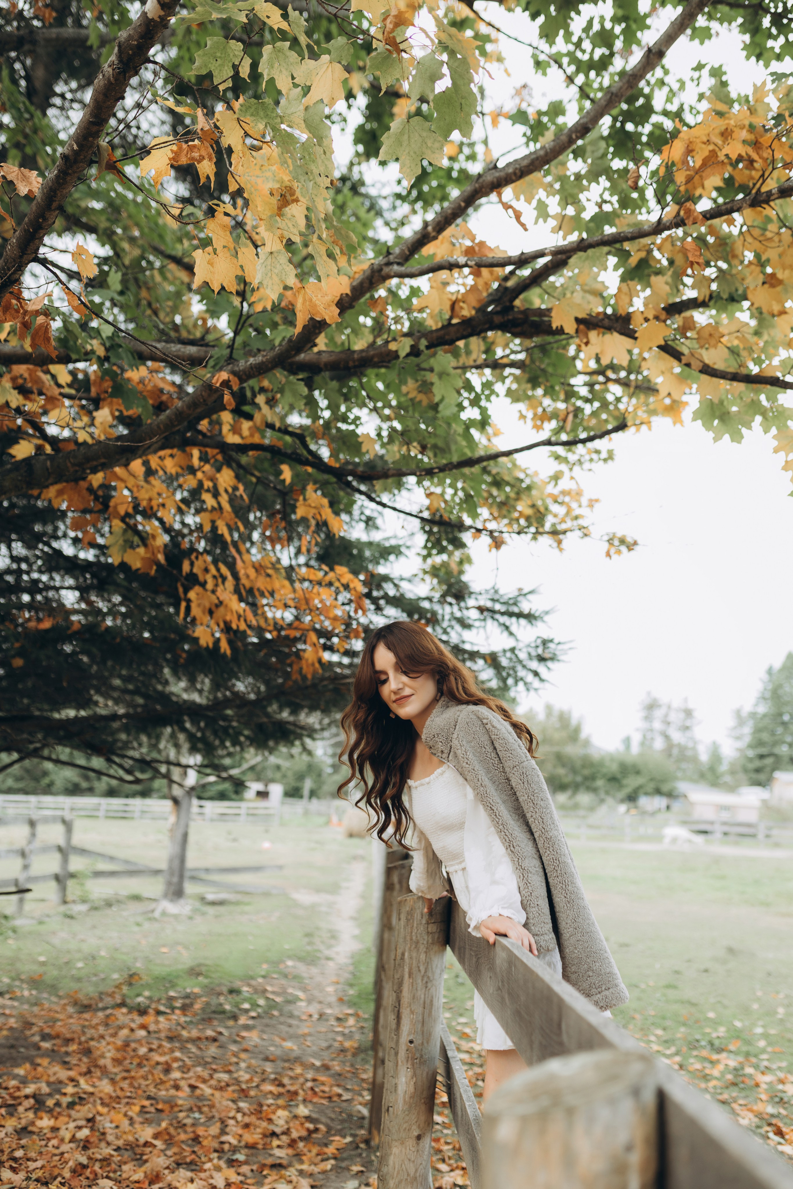 Alpacas Farm. Chernenko.photography