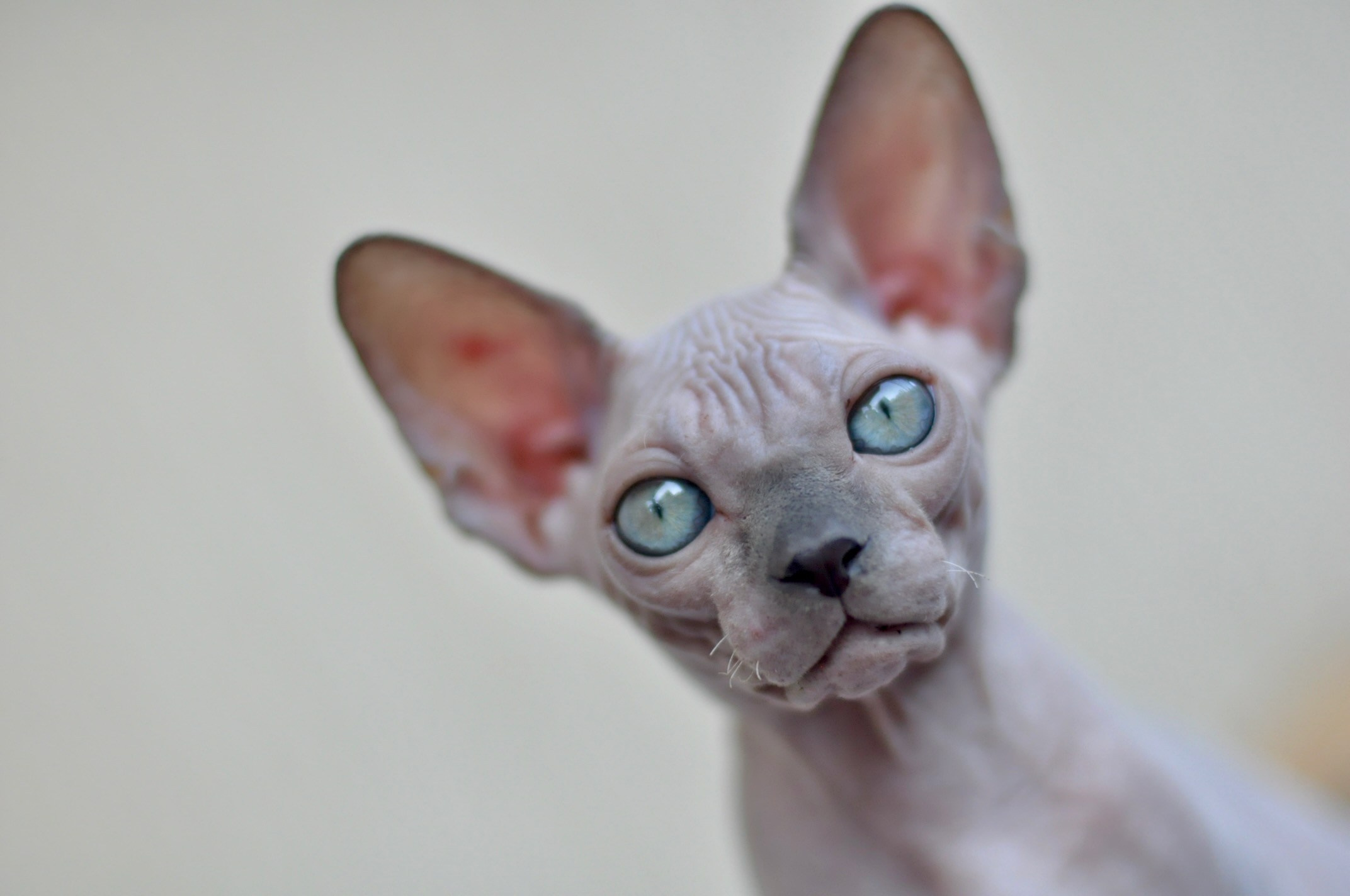 A cattery of Canadian Sphynx breed, located in Limassol, Cyprus