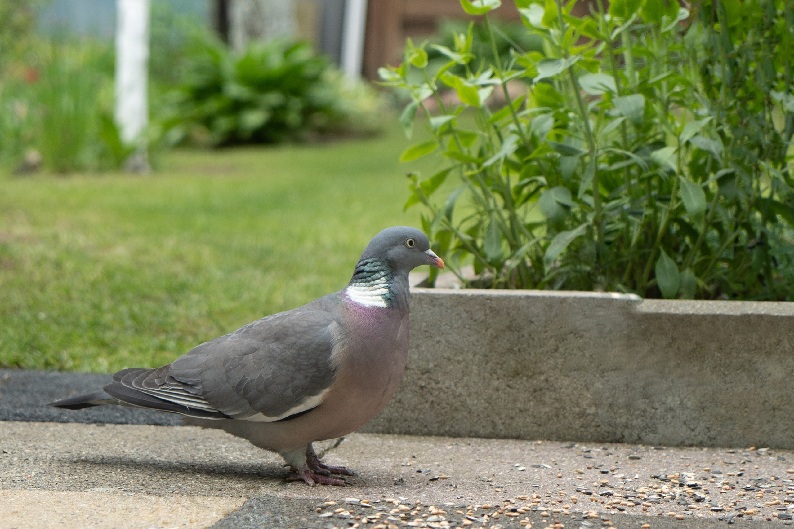 Tierwelt. Bürgerreporter & Amateurfotograf in Hannover