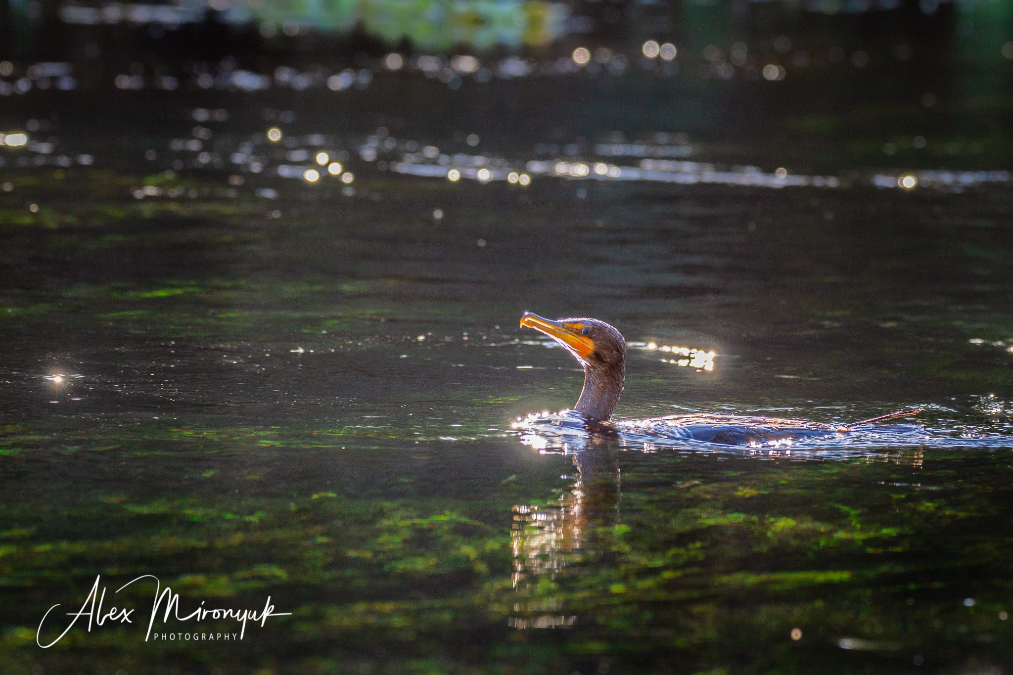 Exploring True Florida: Springs, Rivers & Manatees by Canoe. Pet, Senior, Landscape, portrait studio, photographer in Miami and Sou