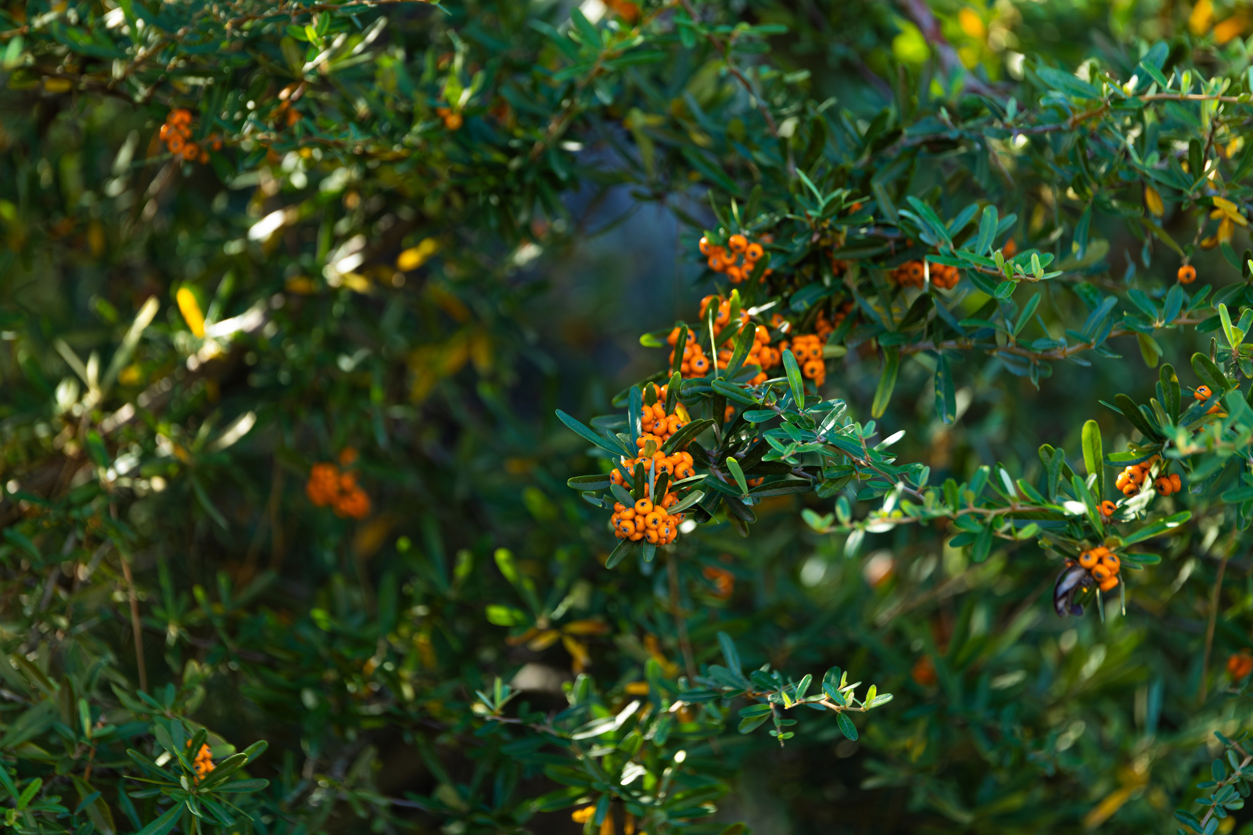 Пинамар. Фотограф в Буэнос-Айресе