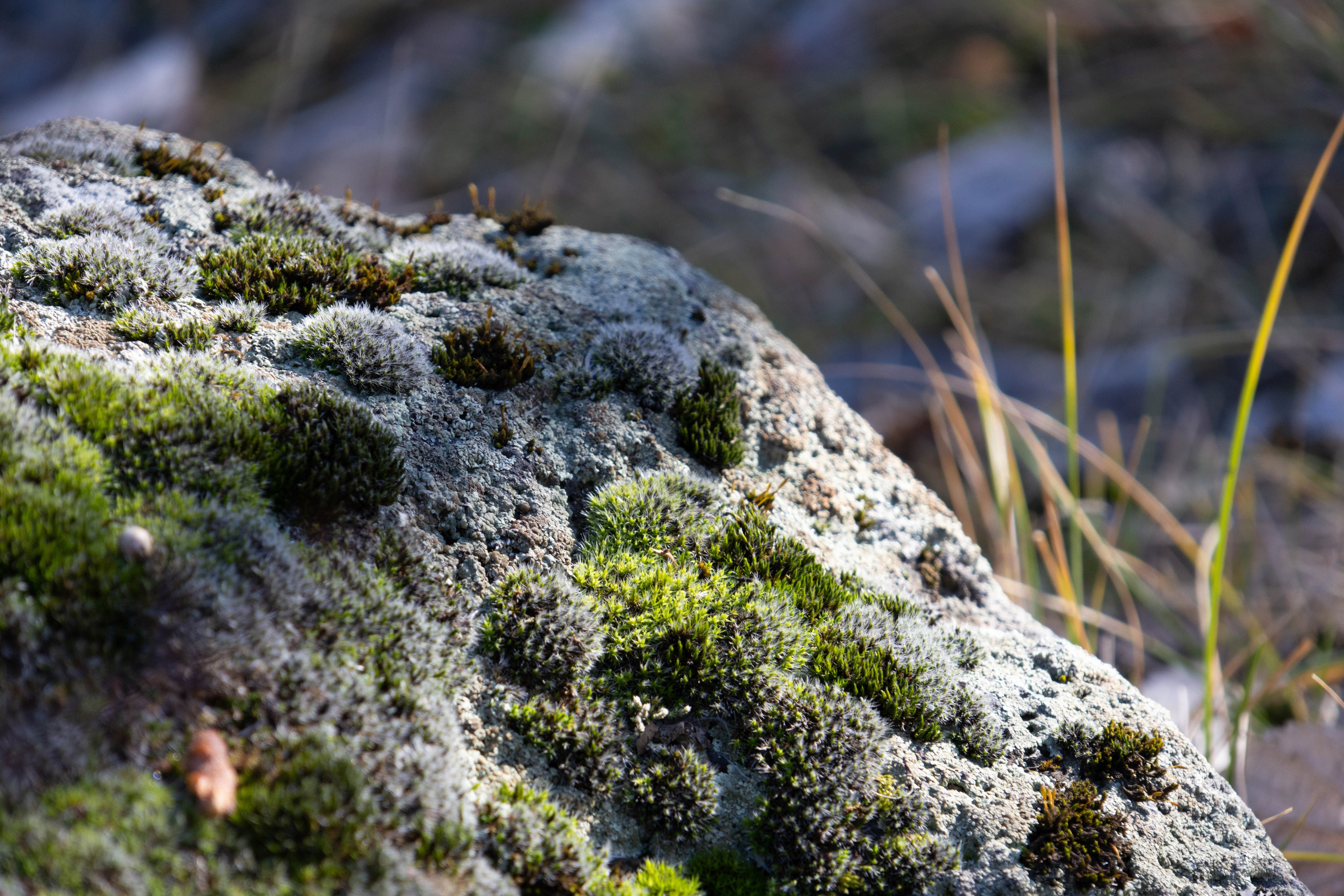 სამშვილდე. FramefreeMan