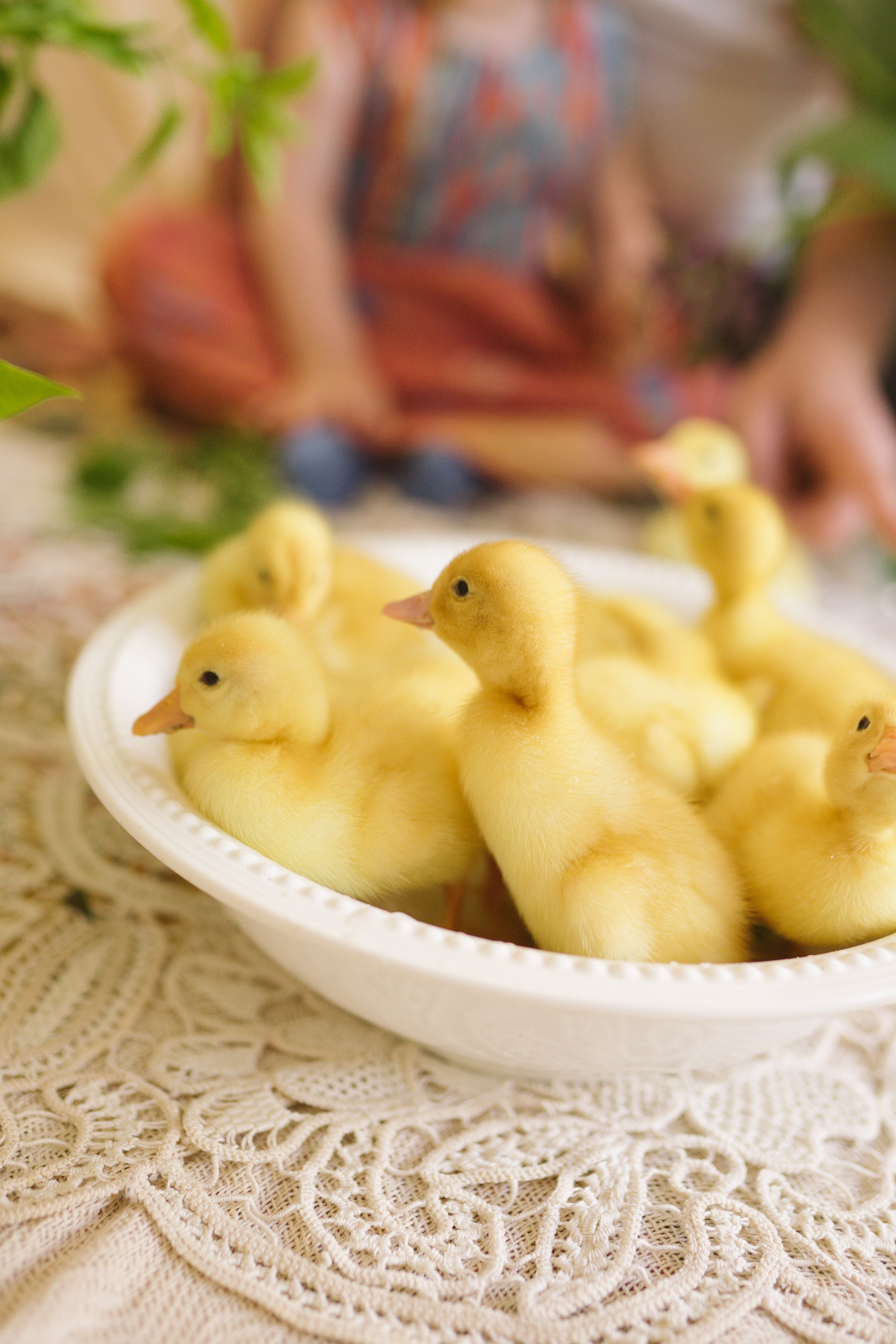 Ședințe Foto de Paște Brașov: Gălbenuș | Mădălina Beda. Madalina Beda- Artist vizual, fotograf, doula la nastere, consultant babywearing Brasov si in toata tara