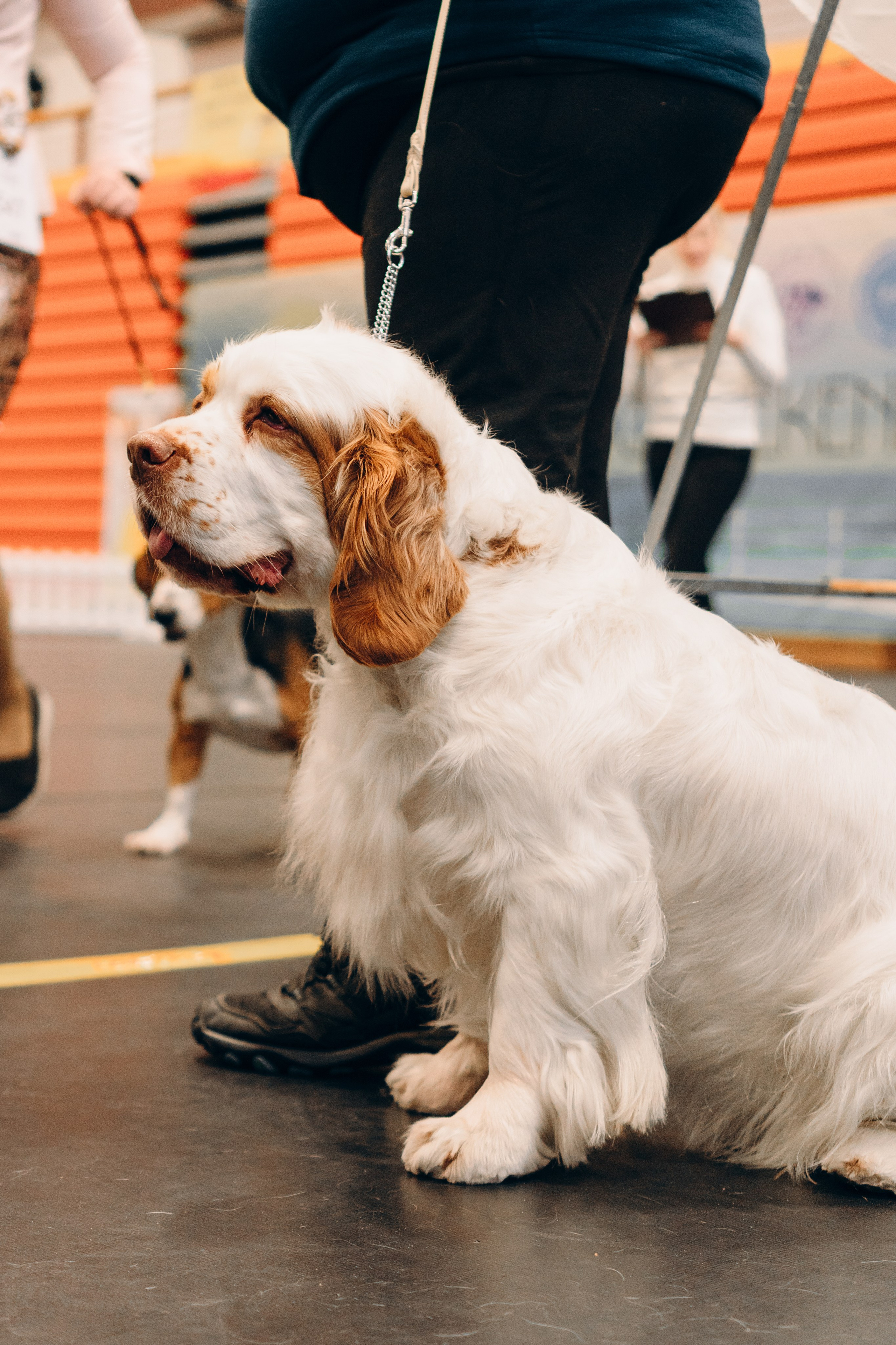 Pärnu dog weekend photo report. Kat Laisaar — Pet photographer in Tallinn