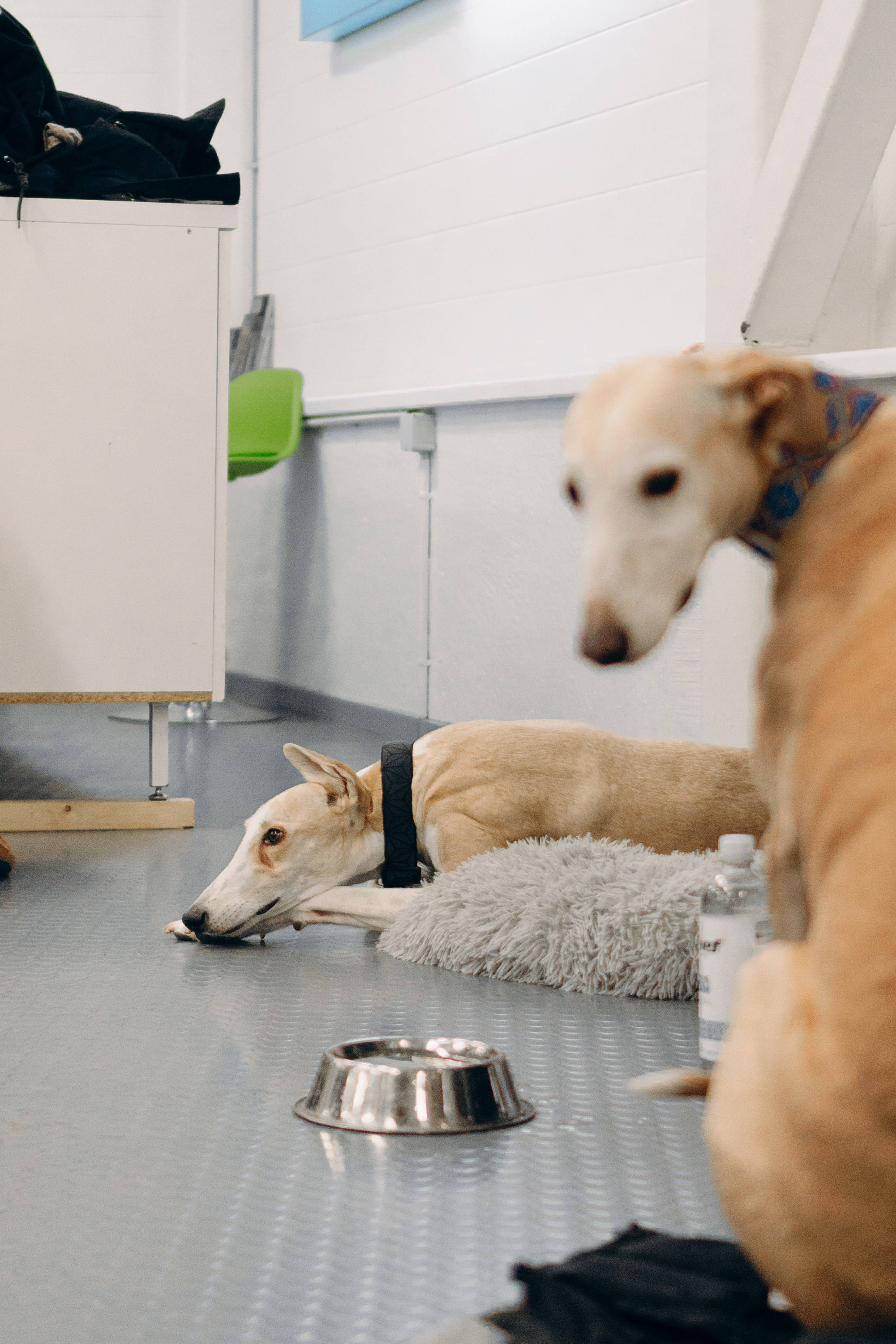 GalgoTreff / PetCity Rannamõisa, 13 apr. 2025. Kat Laisaar — Pet photographer in Tallinn