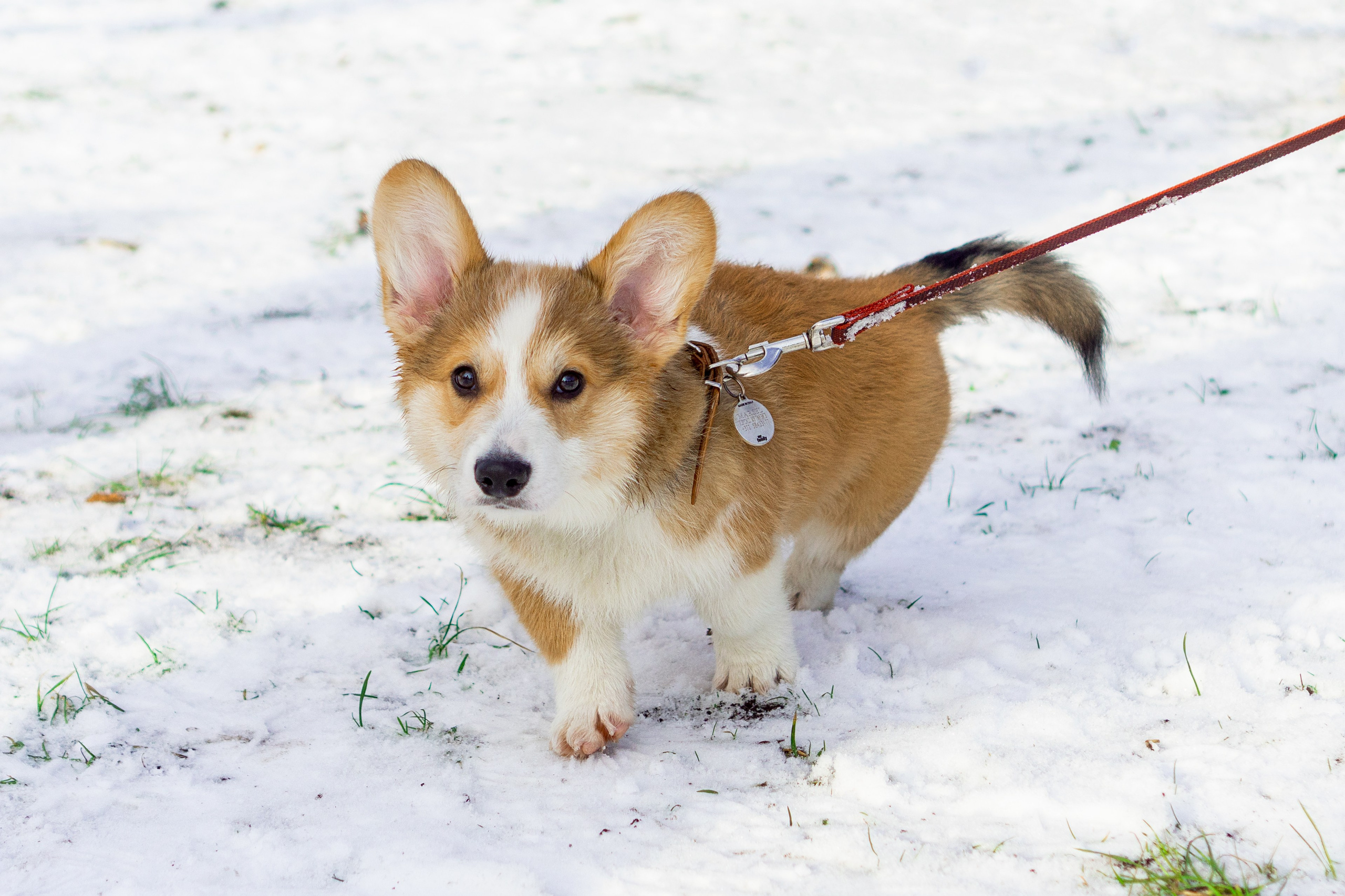 Corgi party, 23 feb. 2025. Kat Laisaar — Pet photographer in Tallinn