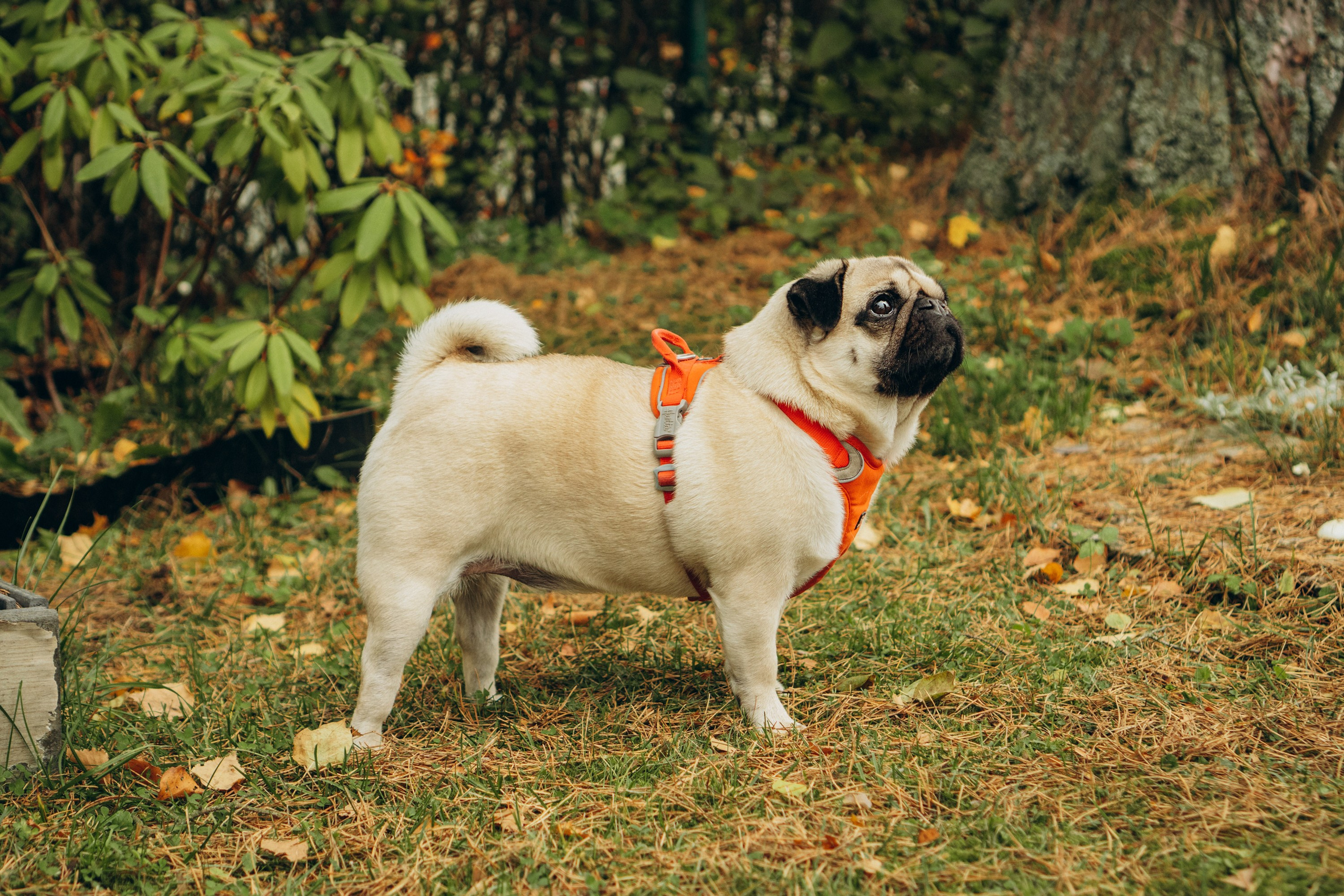 Jelena and her Sandy, Pug and Katja and her Safiir, Cardigan Welsh Corgi. Kat Laisaar — Pet photographer in Tallinn