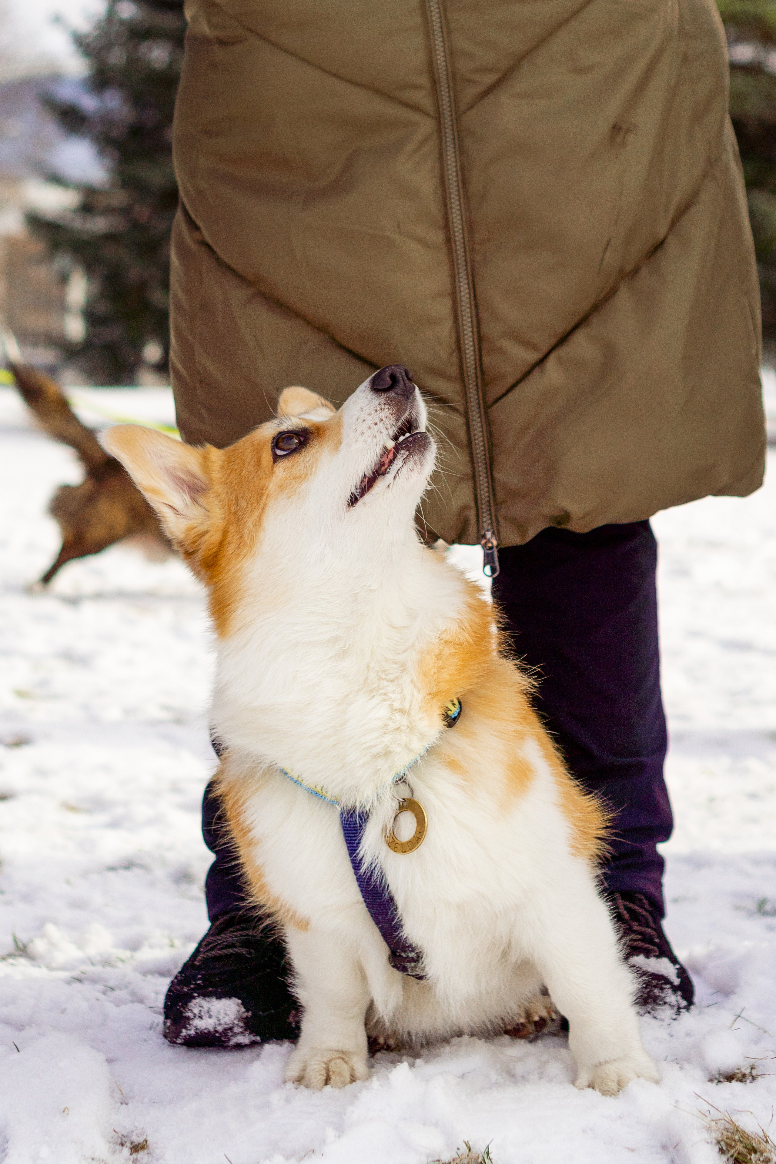 Corgi party, 23 feb. 2025. Kat Laisaar — Pet photographer in Tallinn