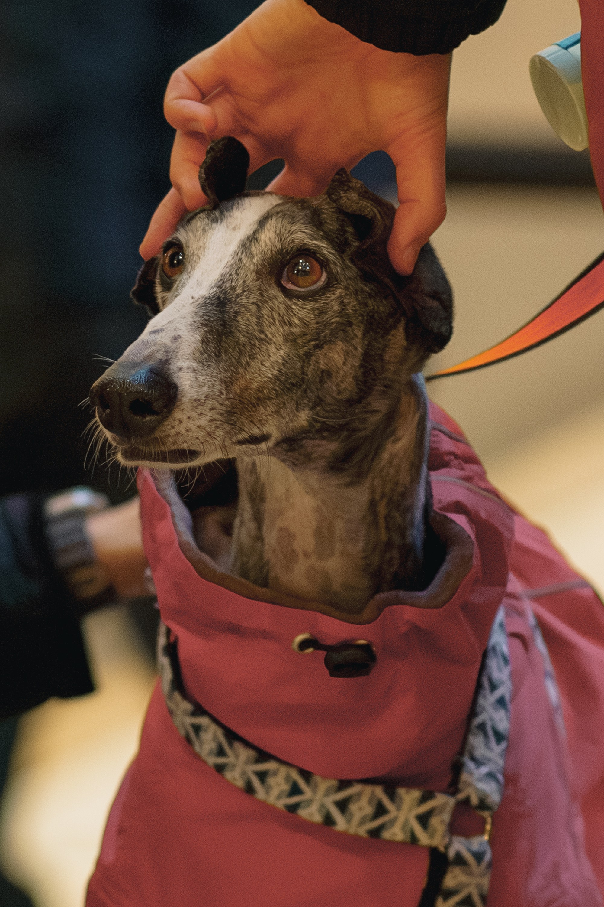 GalgoTreff / Solaris keskus 16 november. Kat Laisaar — Pet photographer in Tallinn