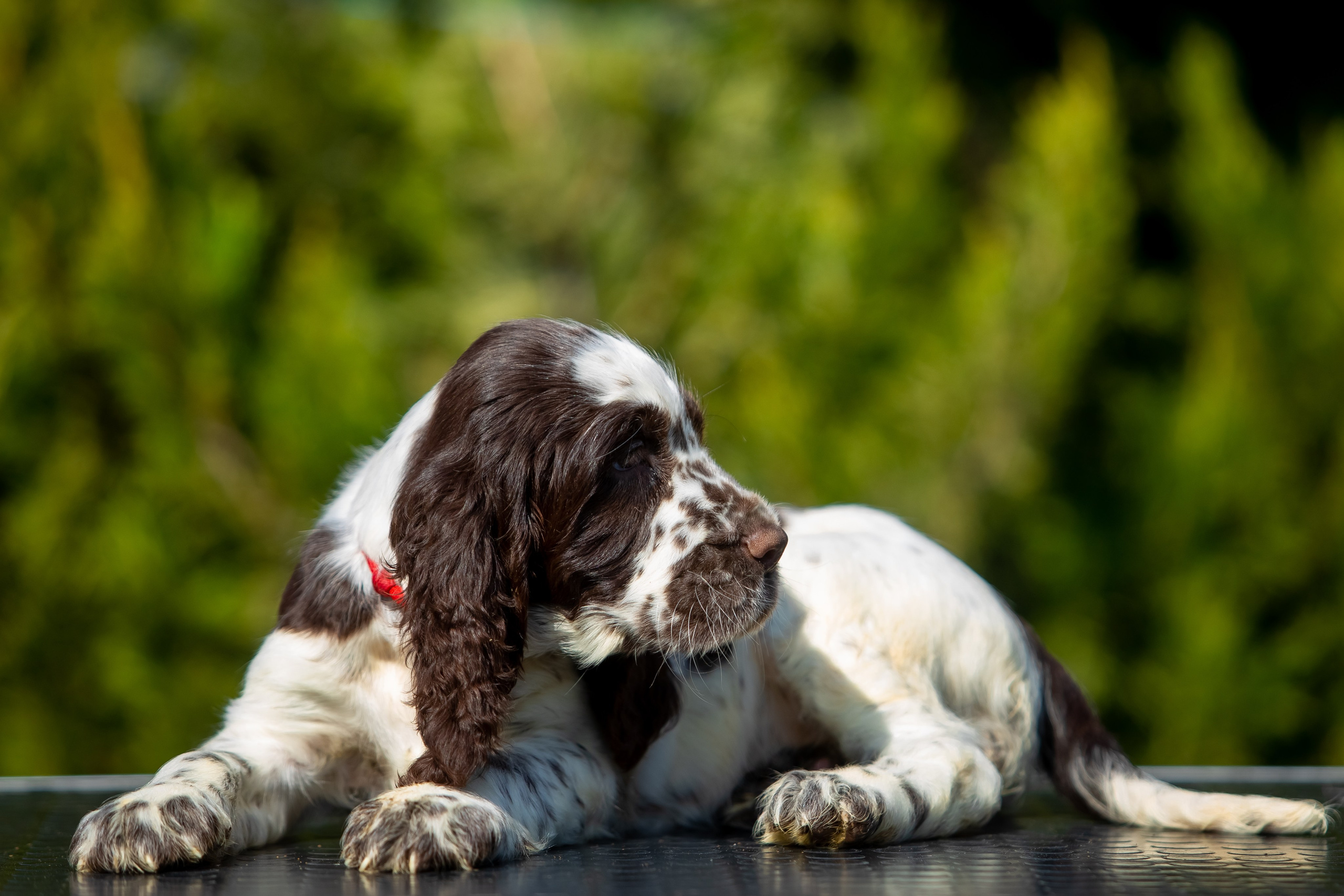 Female — Red collar ❤️. Website of the titled stud dog of the Springer Spaniel breed