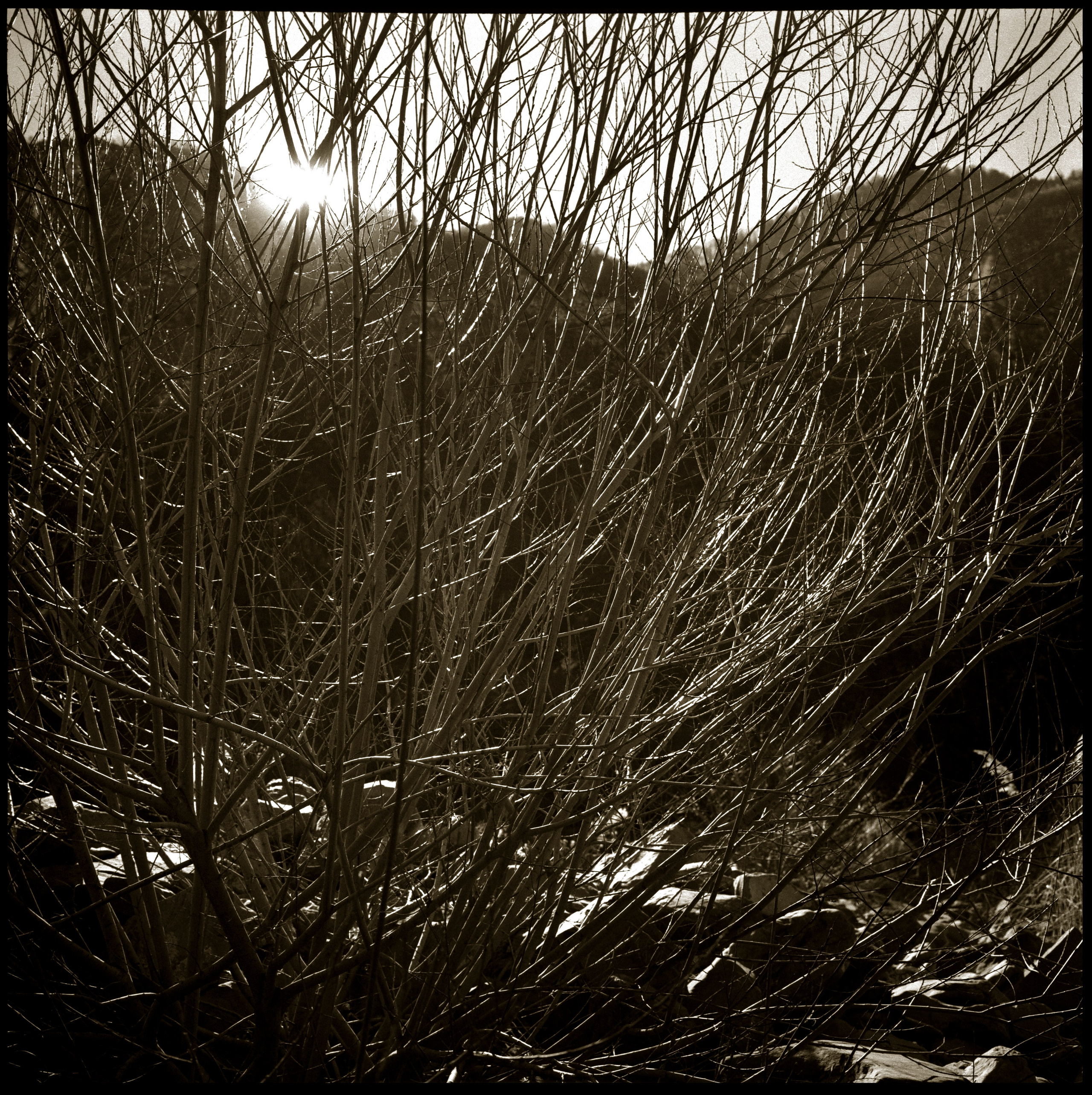 NATURE. Www.sananaleskerov.com