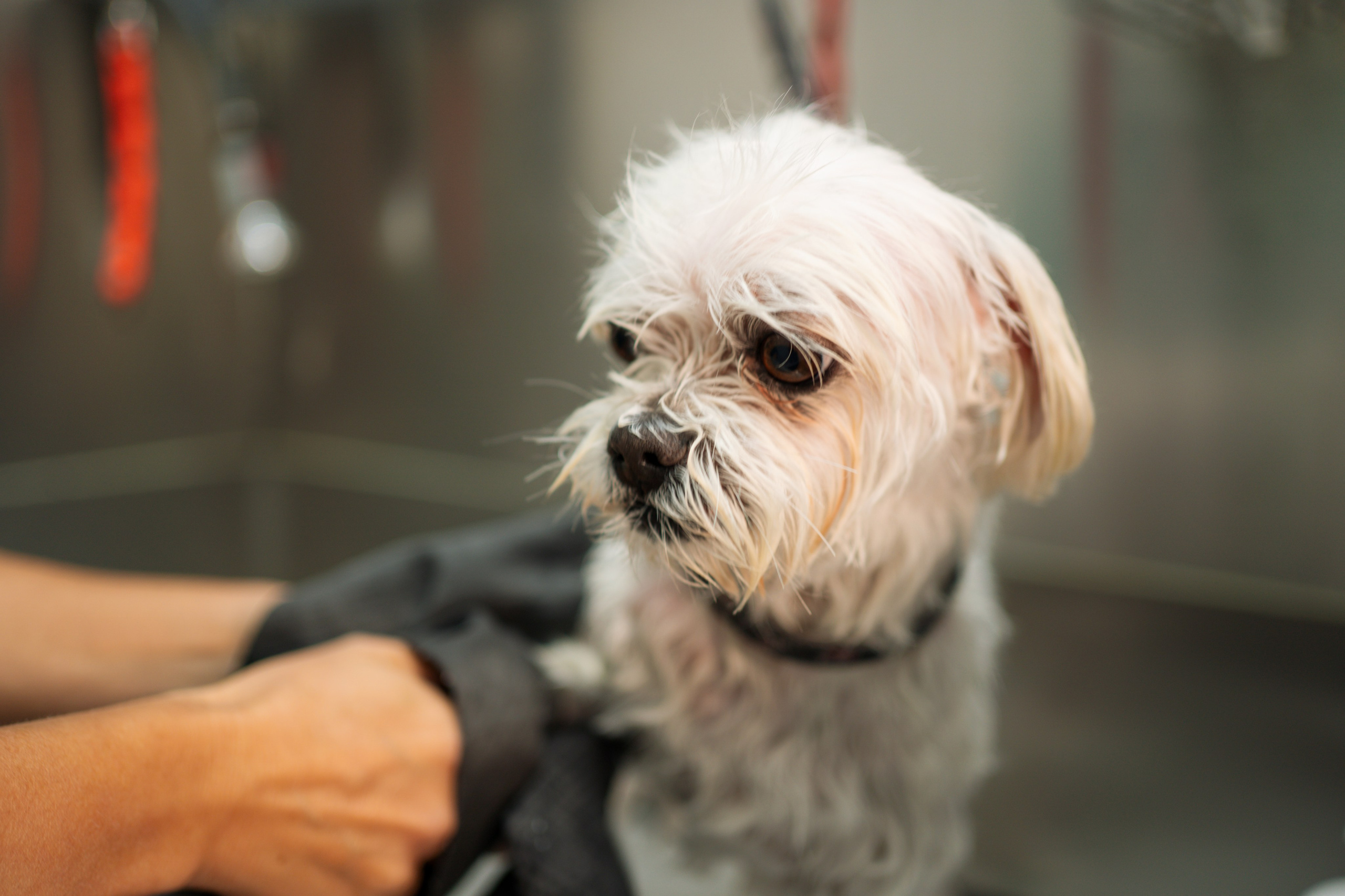 PetGroom Timisoara. Cozac Cristian Photographer