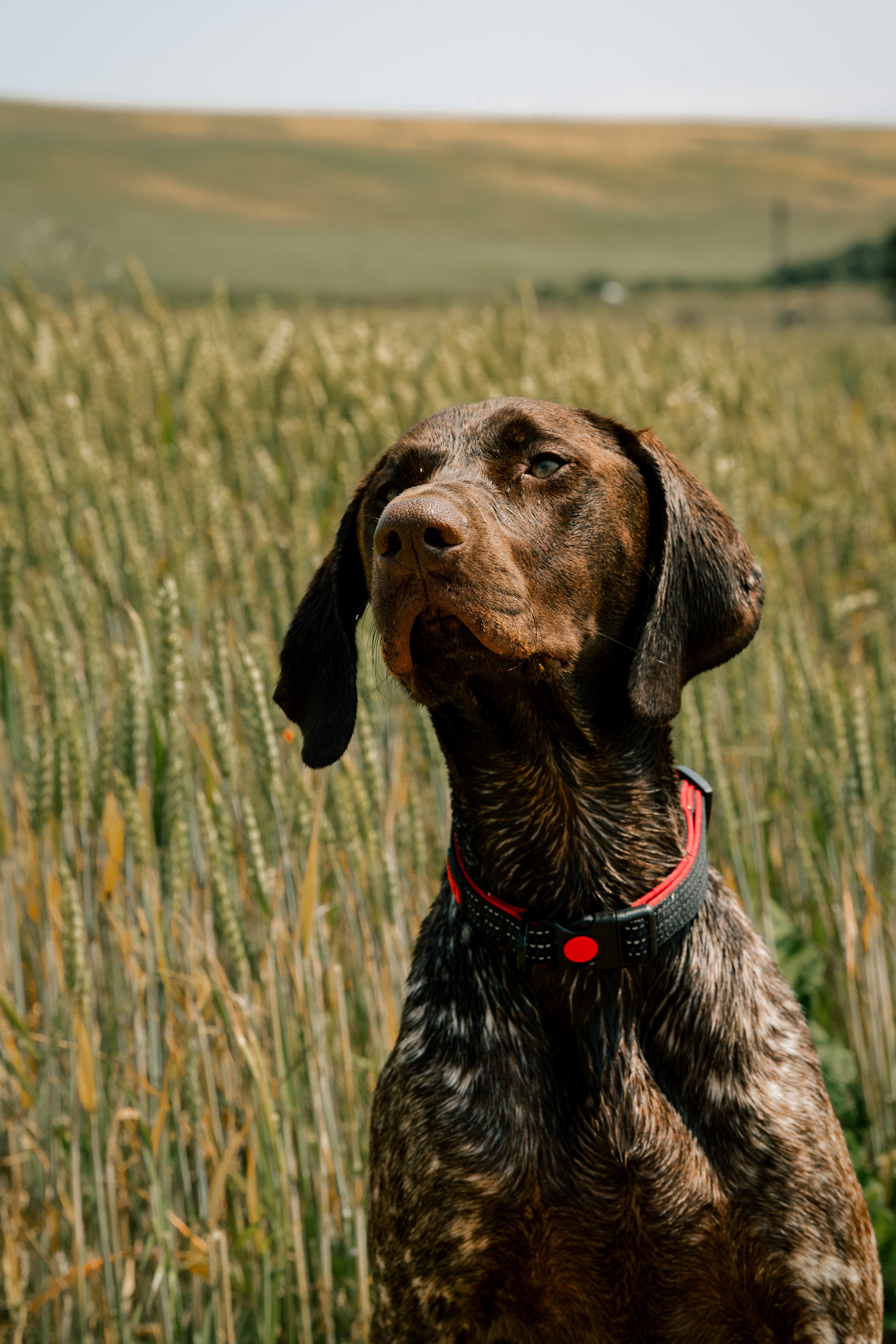 Pets. Ryan Hewitt Photographer