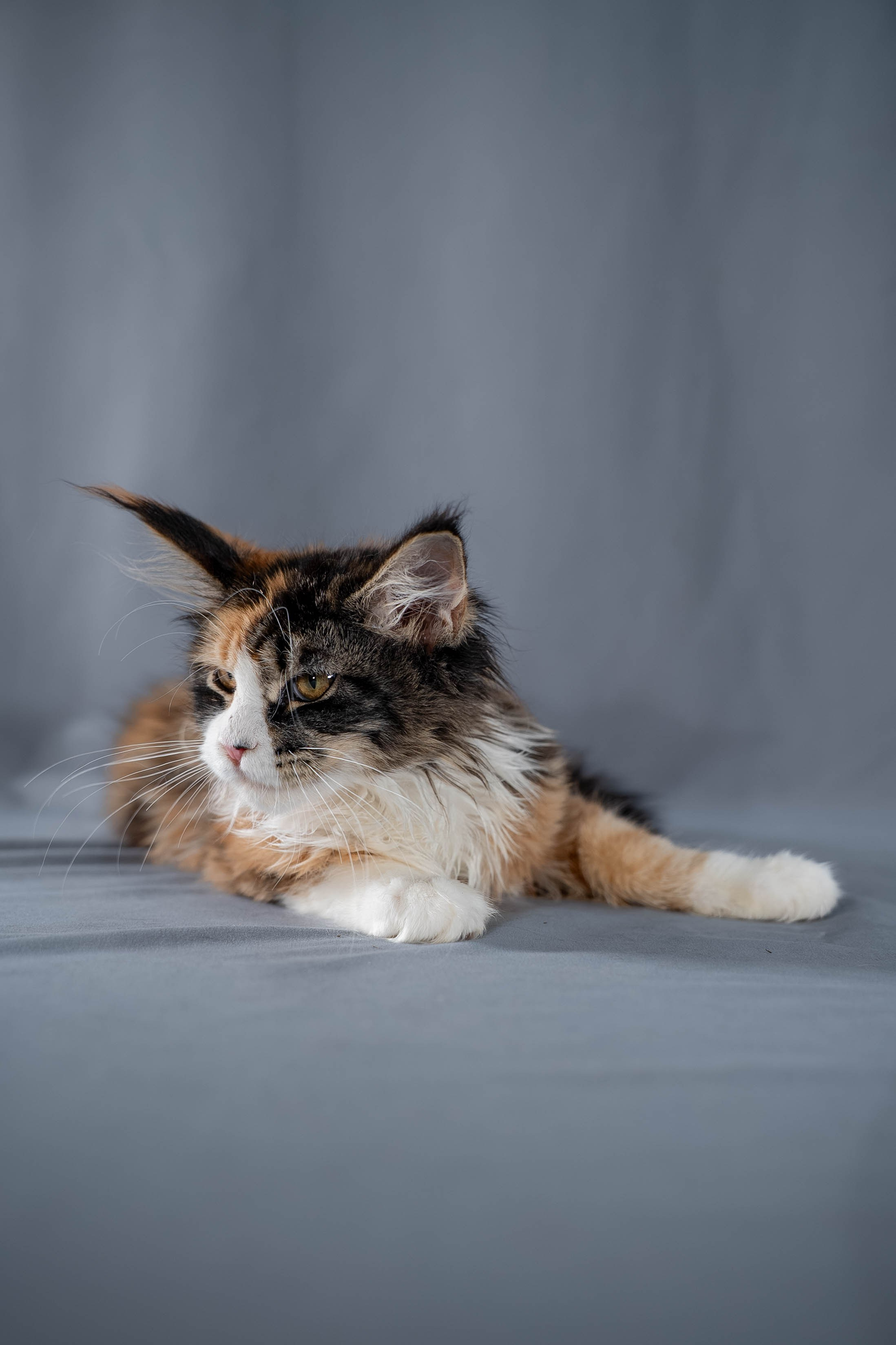 Senator Quennie. Senator Cat — Maine Coon cattery