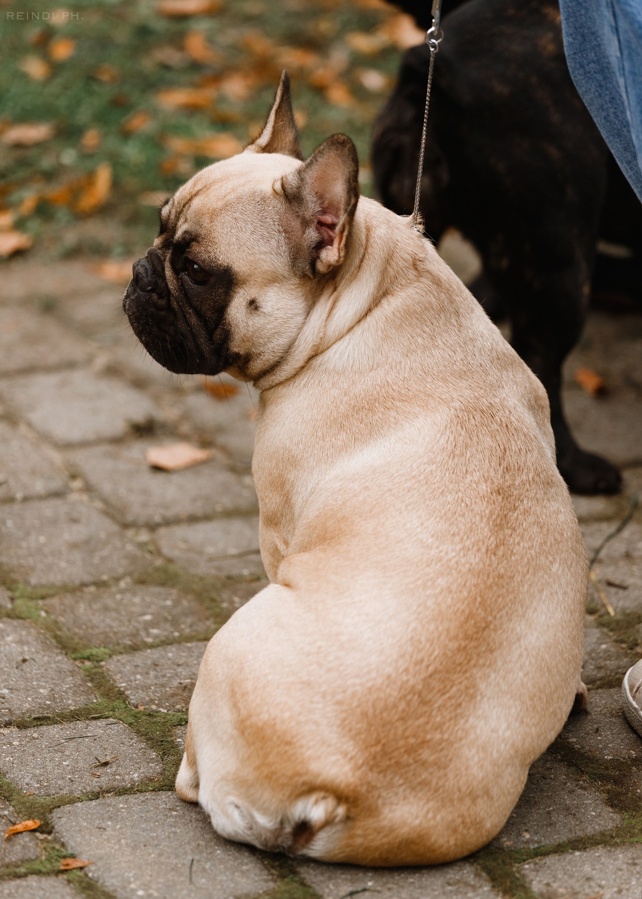 «Argus» dog show in Brest. Kaja | fotograf we Wrocławiu | ludzie i psy