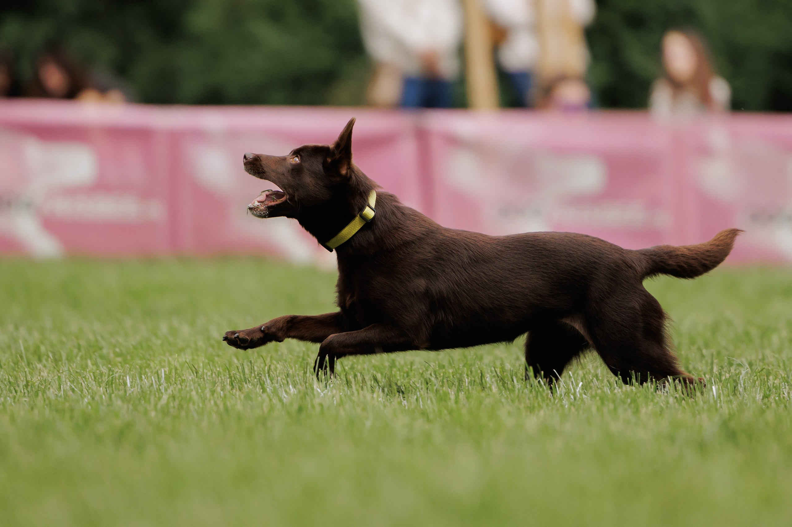 Latające psy, Wrocław'25. Kaja | fotograf psów we Wrocławiu