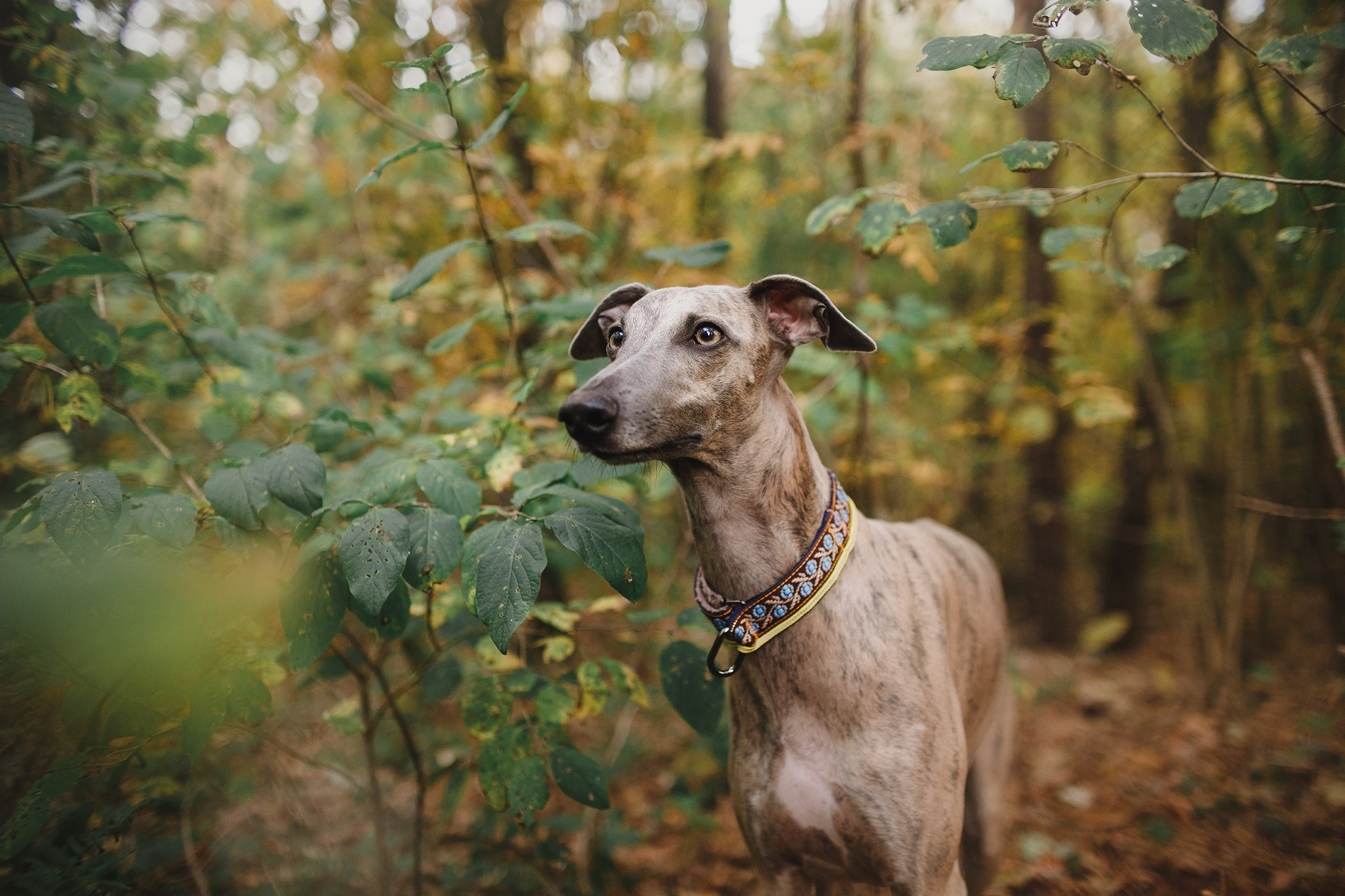 «Kasmach» dogs ammunition. Kaja | fotograf we Wrocławiu | ludzie i psy