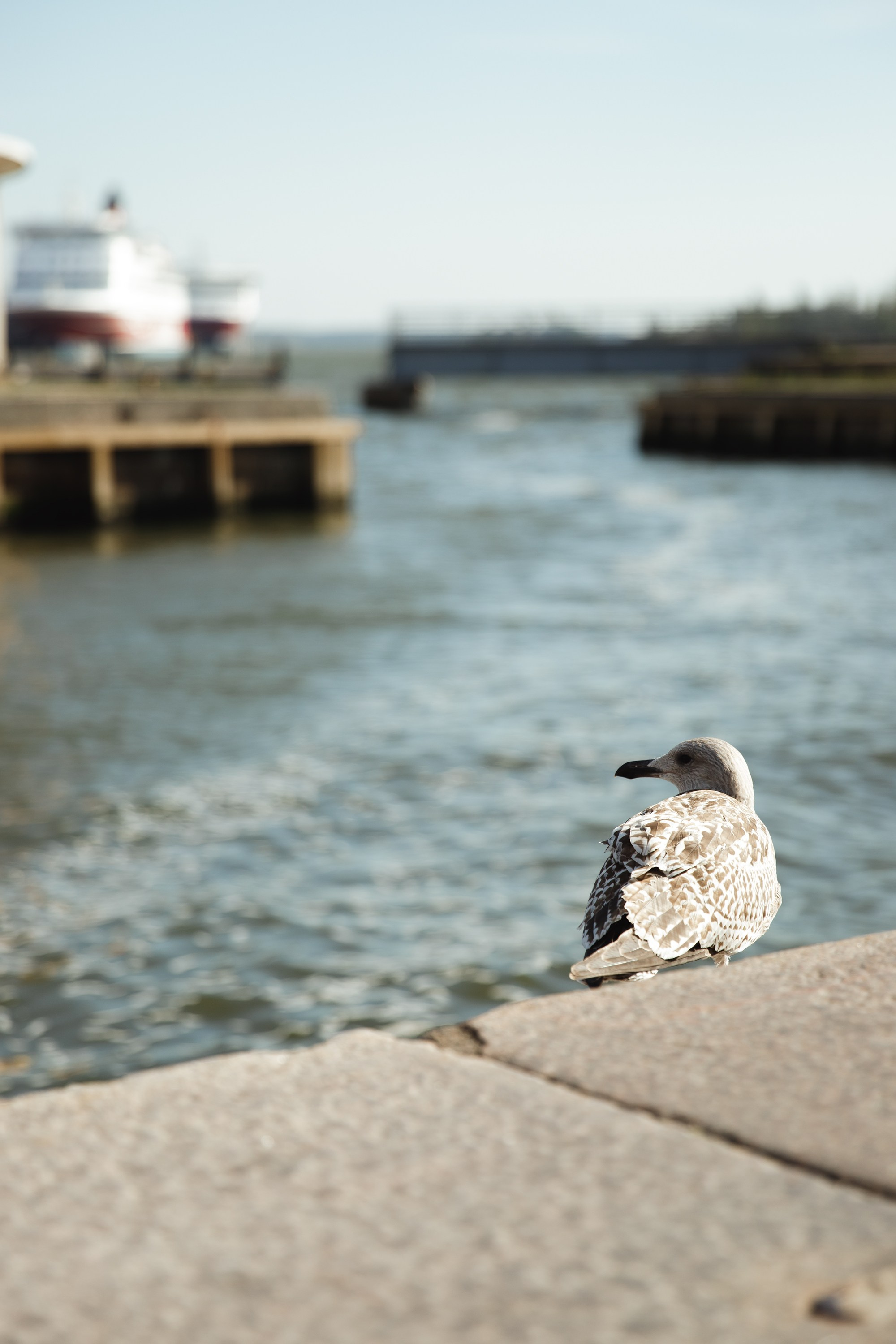 Helsinki. Kaja | fotograf psów we Wrocławiu