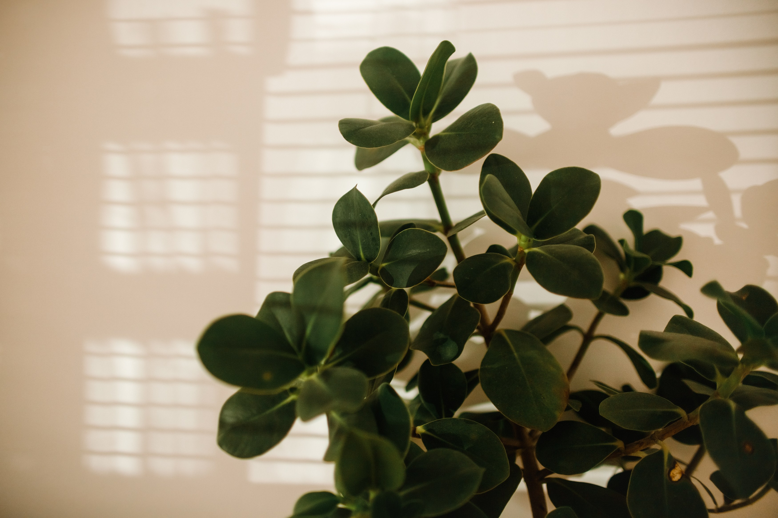 Małgorzata | business portrait. Kaja | fotograf we Wrocławiu | ludzie i psy