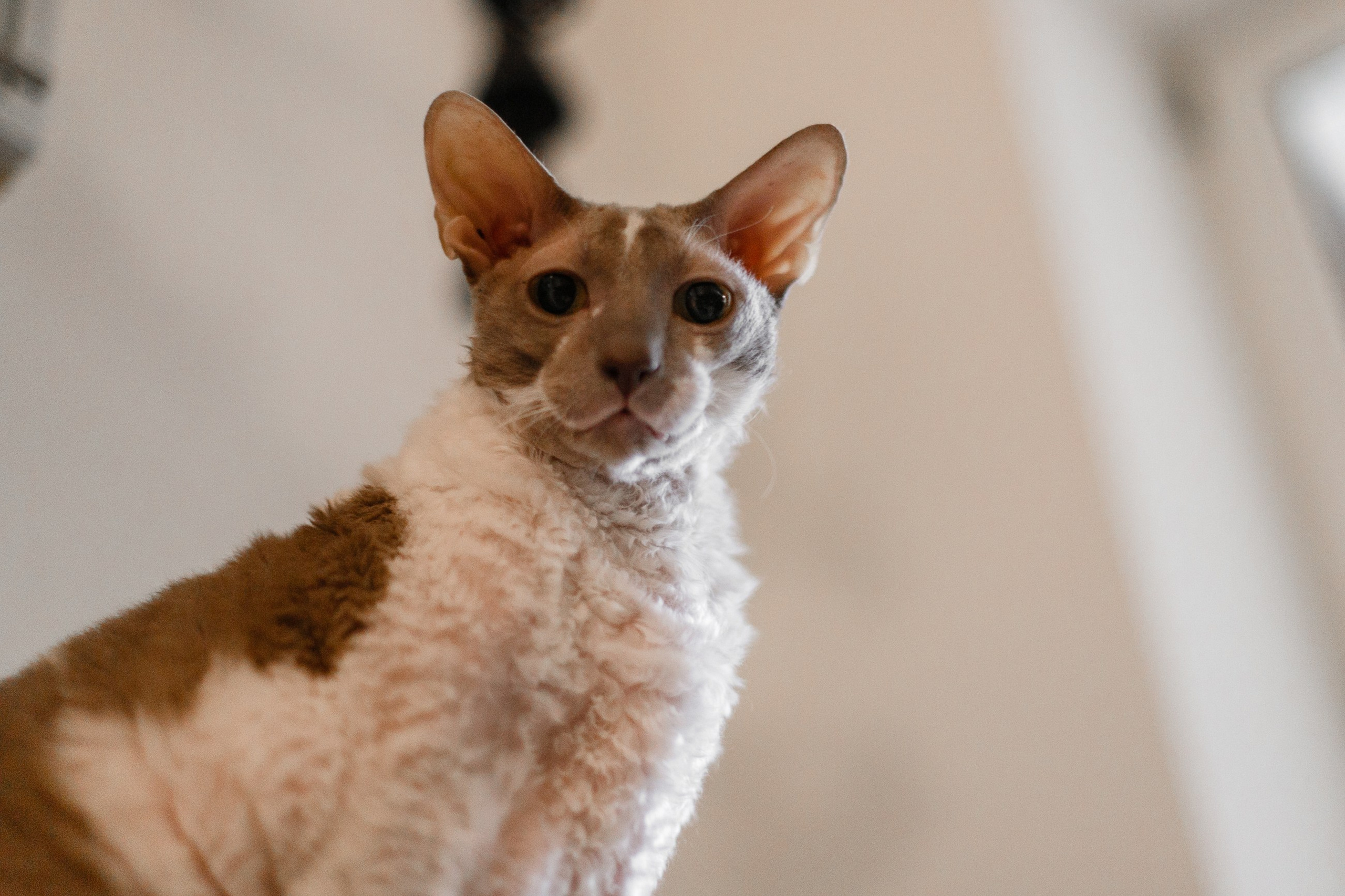 Pack of cats in the home. Kaja | fotograf we Wrocławiu | ludzie i psy