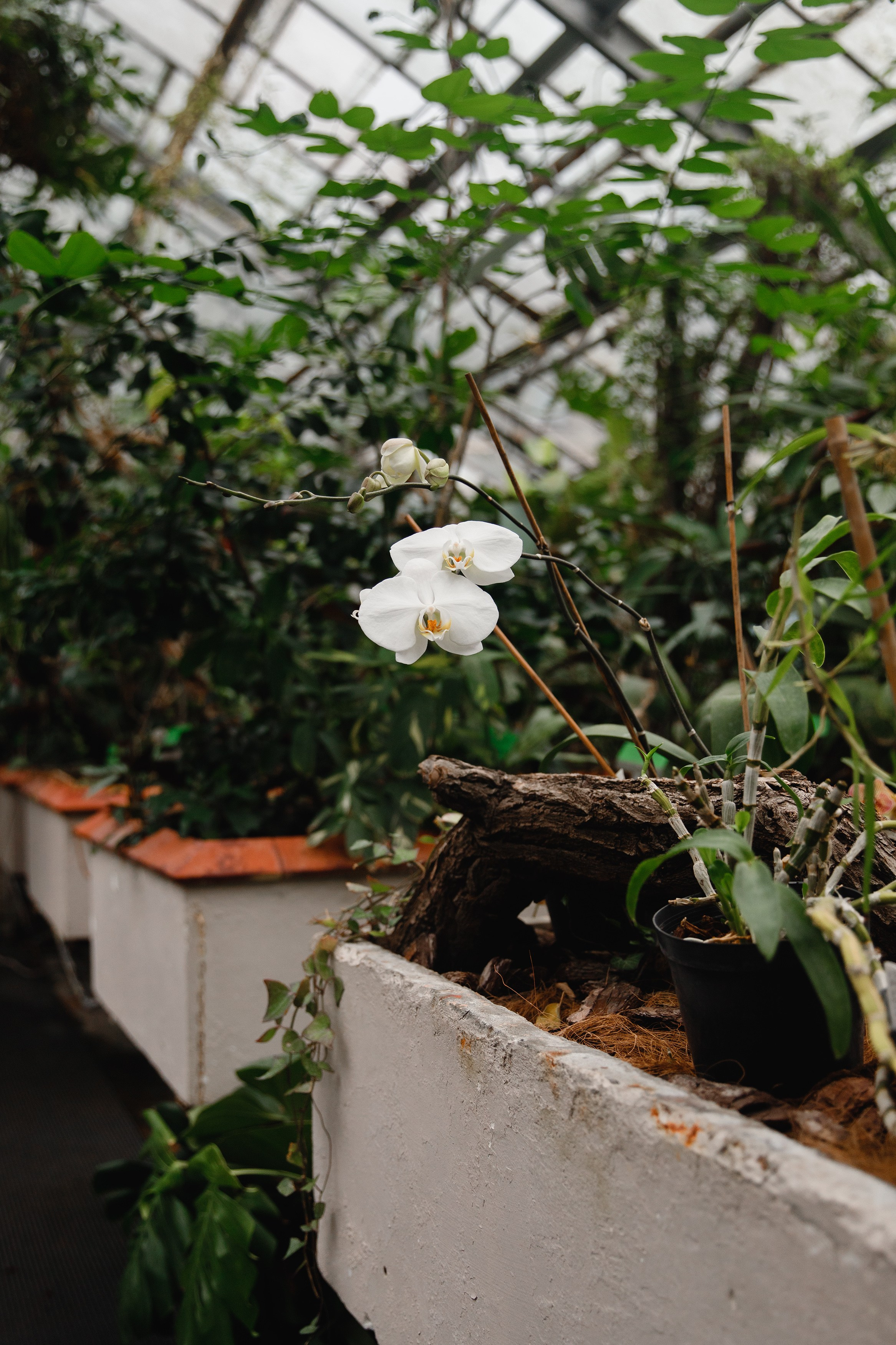 Botanical garden in Wroclaw. Kaja | fotograf we Wrocławiu | ludzie i psy