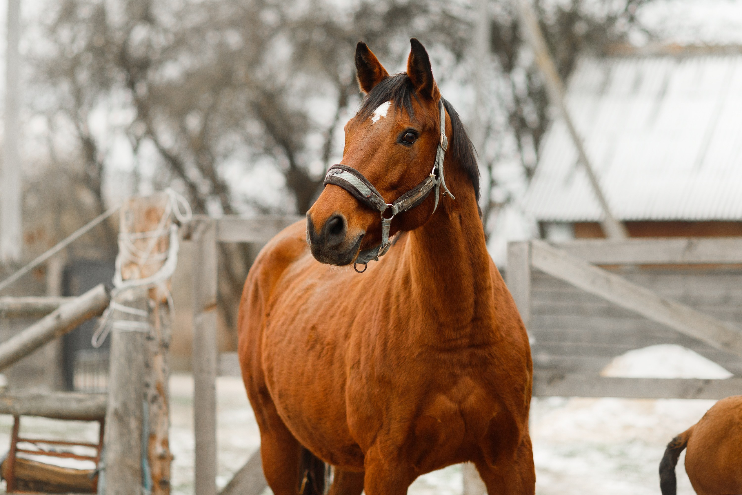 Winter stable. Kaja | fotograf psów we Wrocławiu