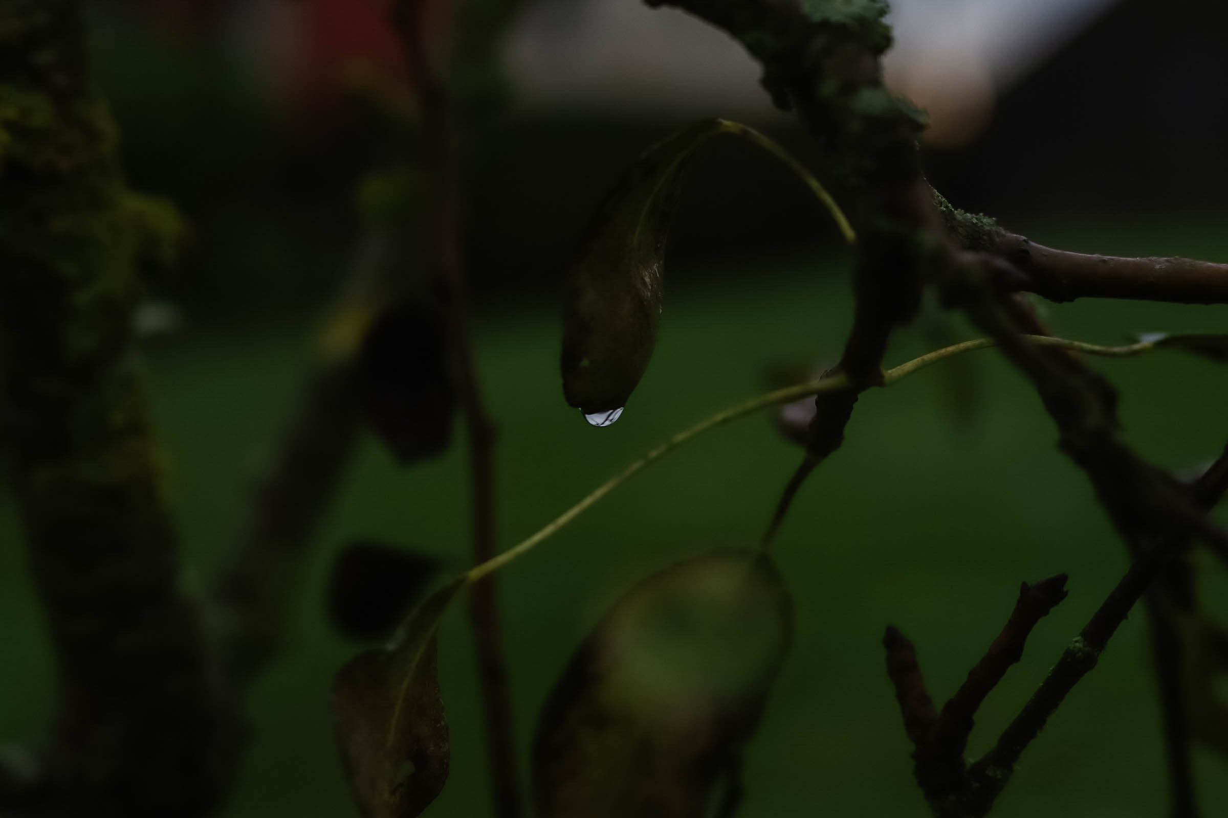 Neuf. Family and Portraits photographer Diana Andoni