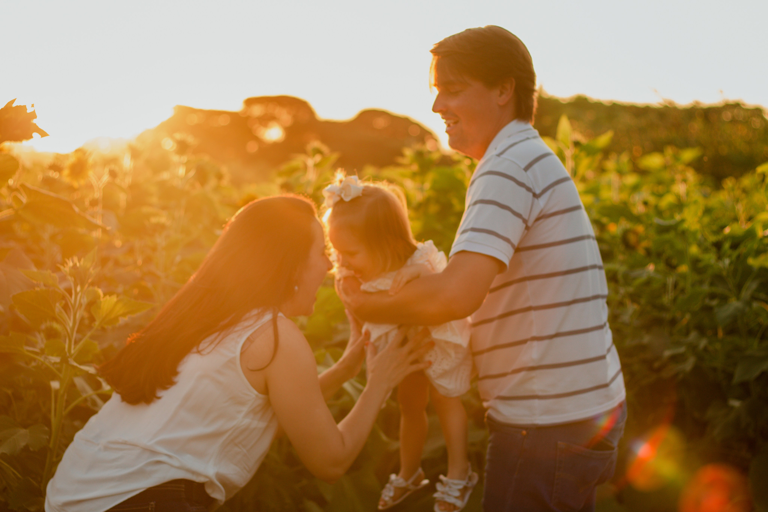 Criança com os pais em ensaio espontâneo no campo de girassóis em Holambra, com pôr do sol suave ao fundo.
