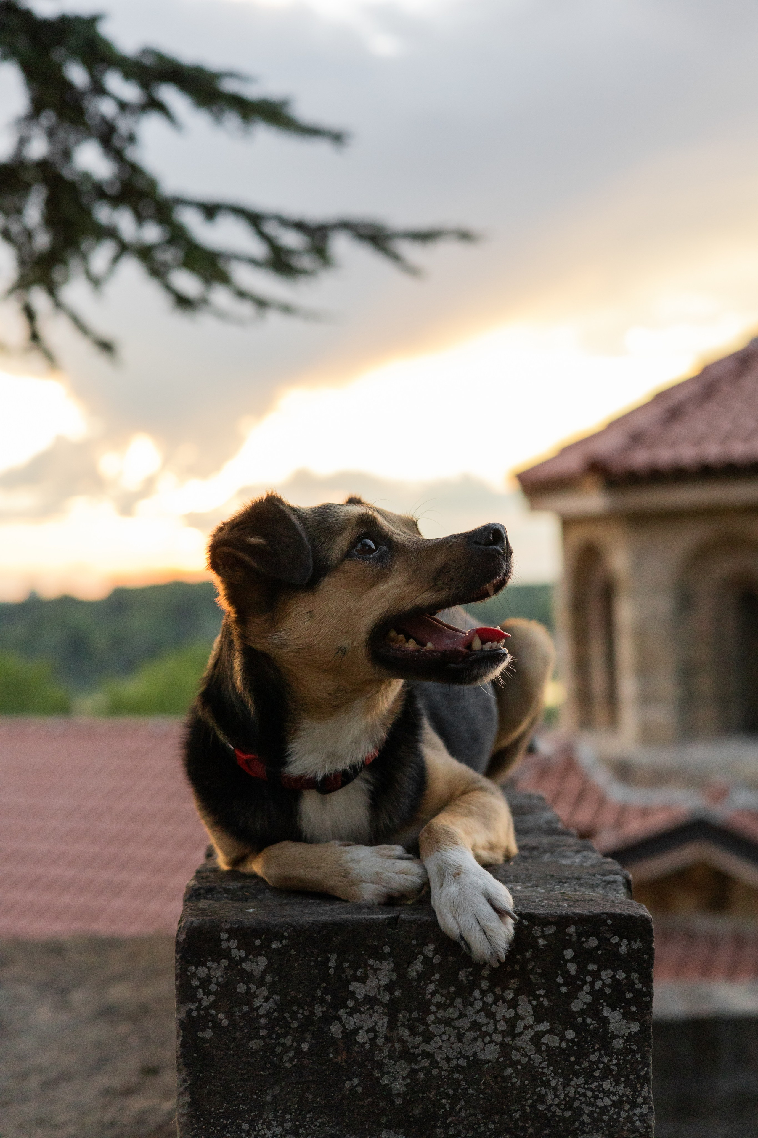 Настя, Денис и Мося. Фотограф-анималист | Белград