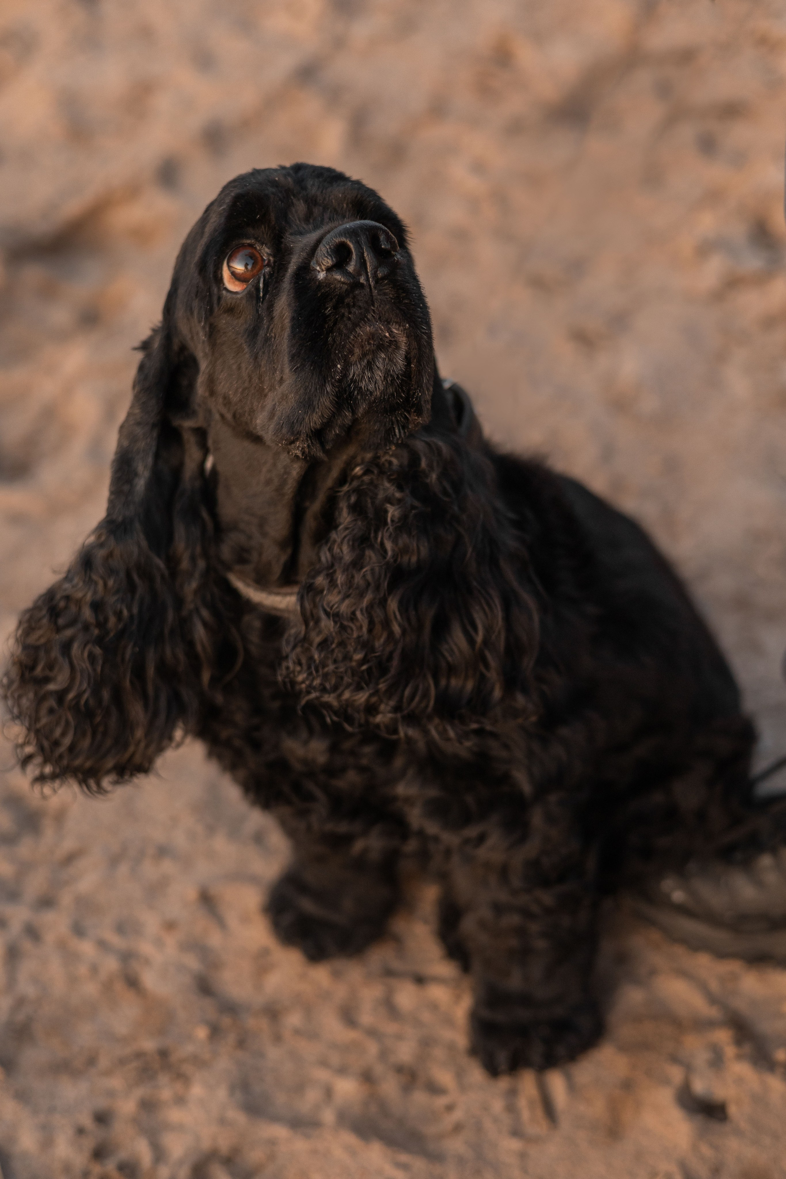 Александр, Катюша и Ендейк. Фотограф-анималист | Белград