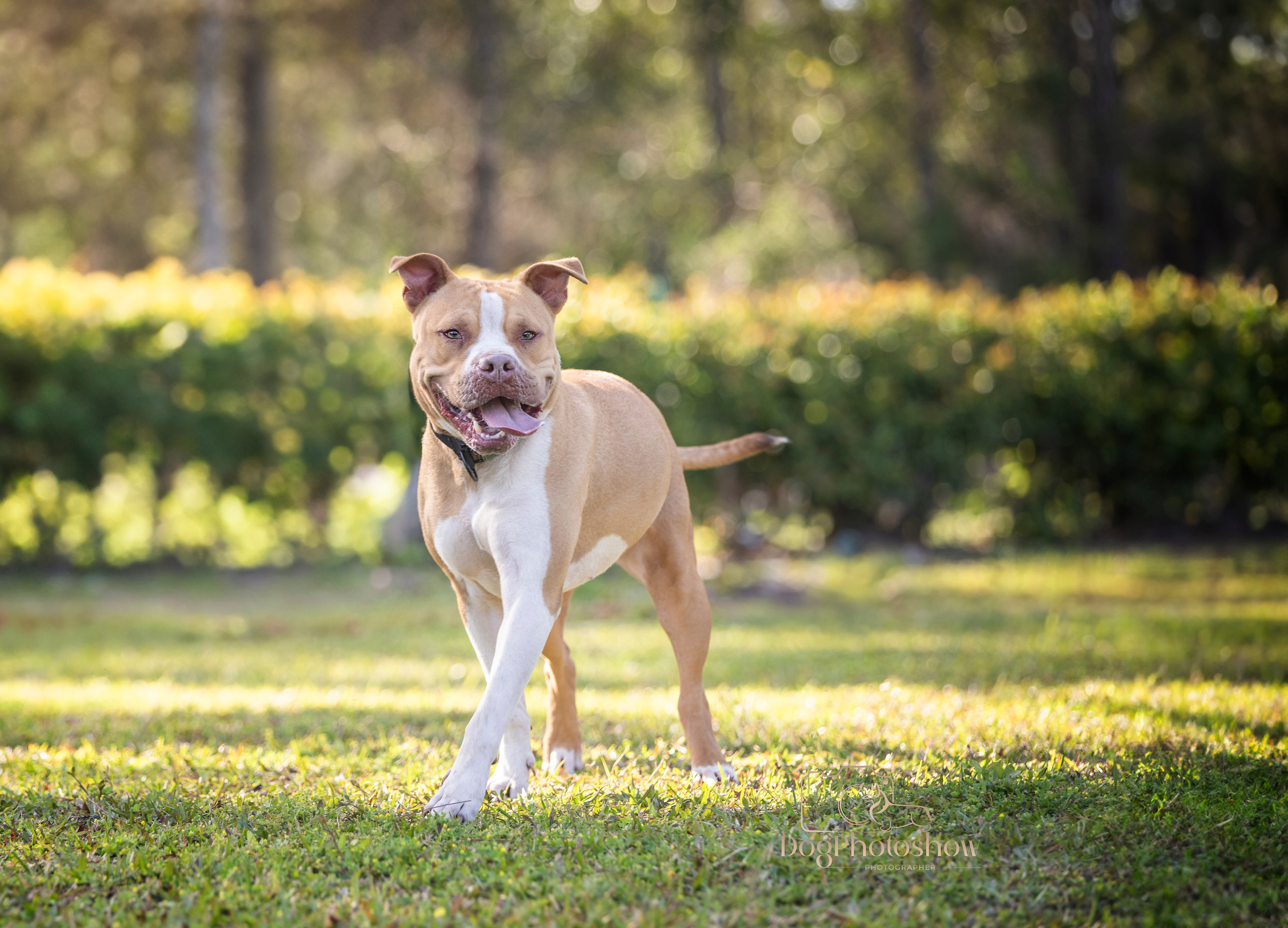 📸 9. Katerina Royter Pet Photographer North Florida