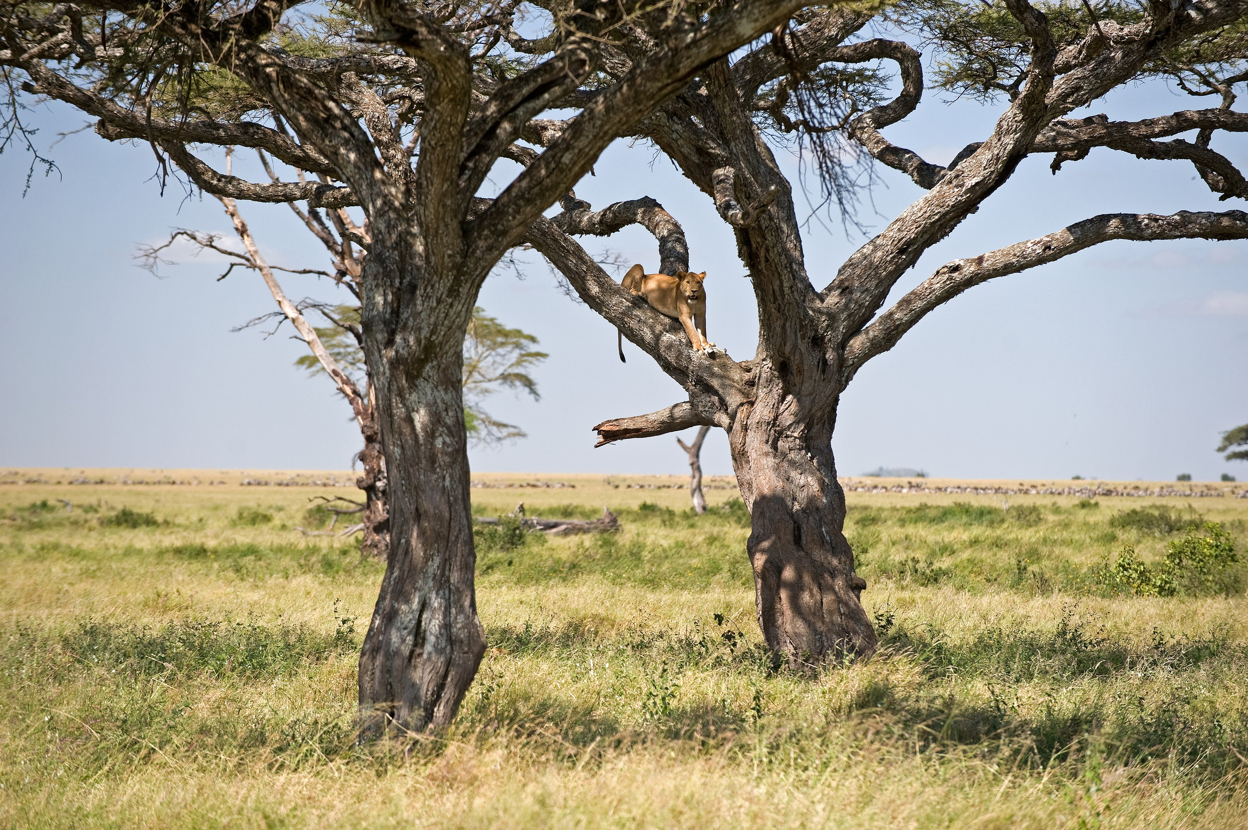 ТРЕВЕЛ. Фотограф и преподаватель фотографии в Белграде