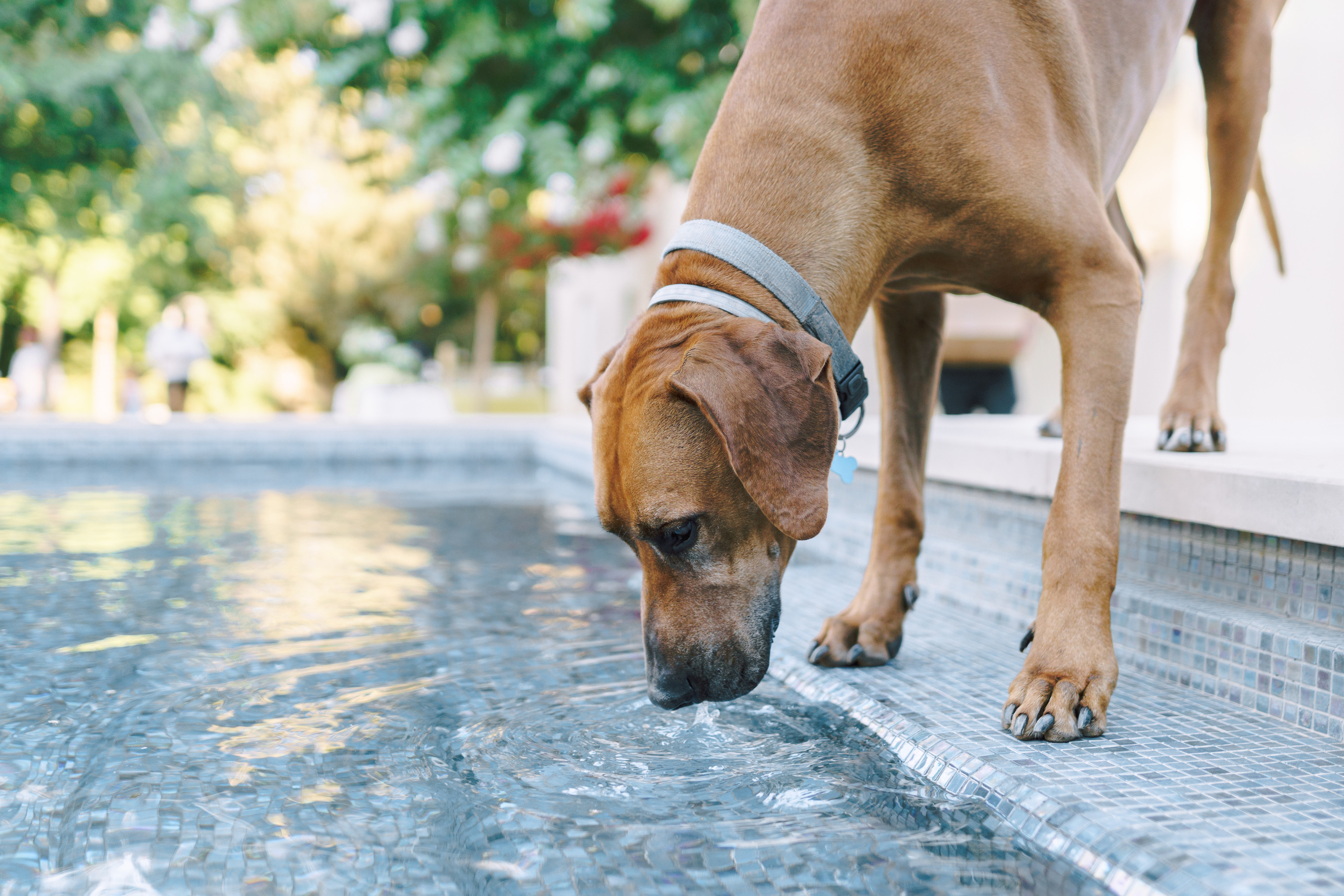 Touching wedding walk. Porto Travel Photographer | Couples & Vacation Photos in Portugal — WePortugal