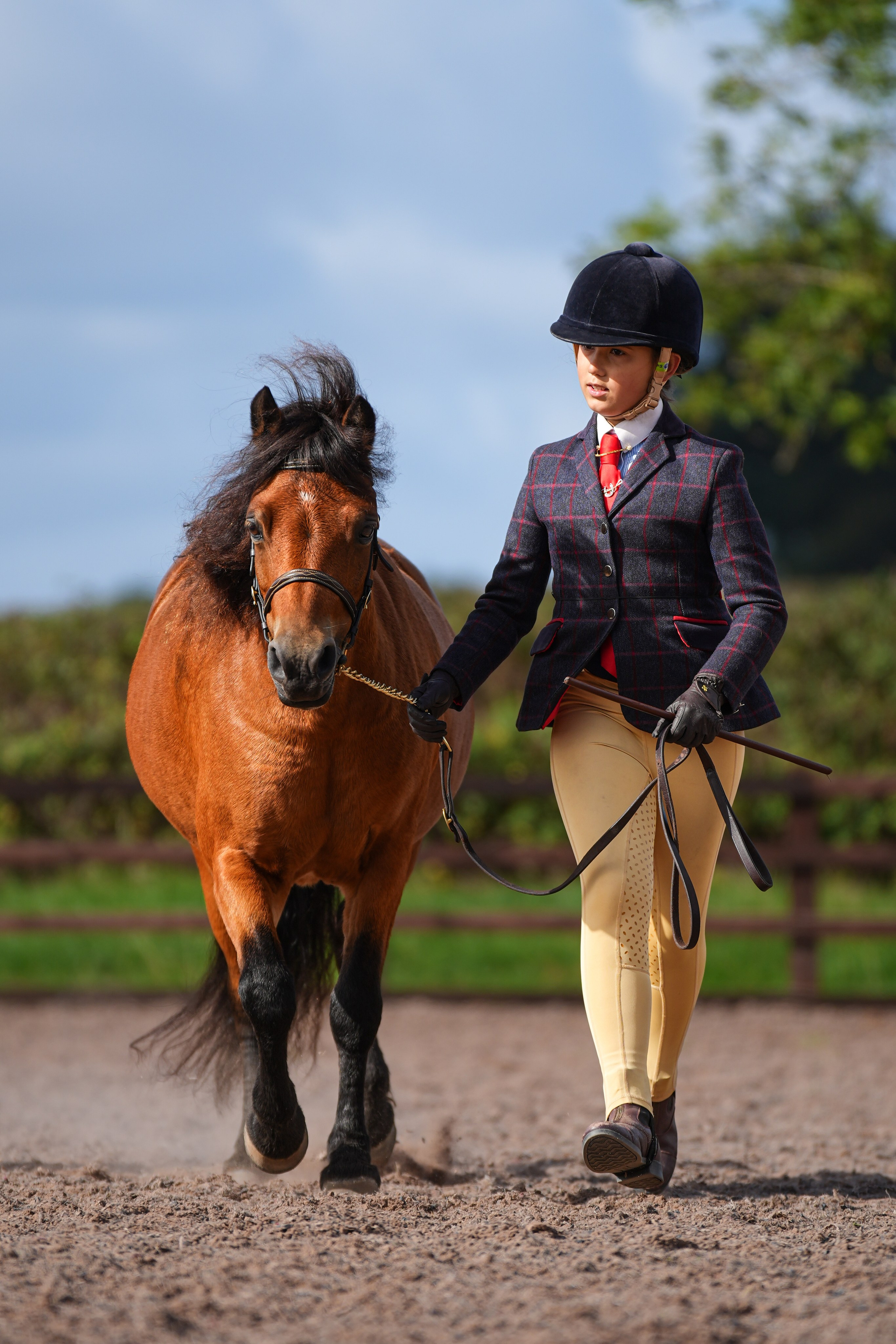 Showing. Leicestershire Equine Photography by El | Authentic Equine Portraits & Events