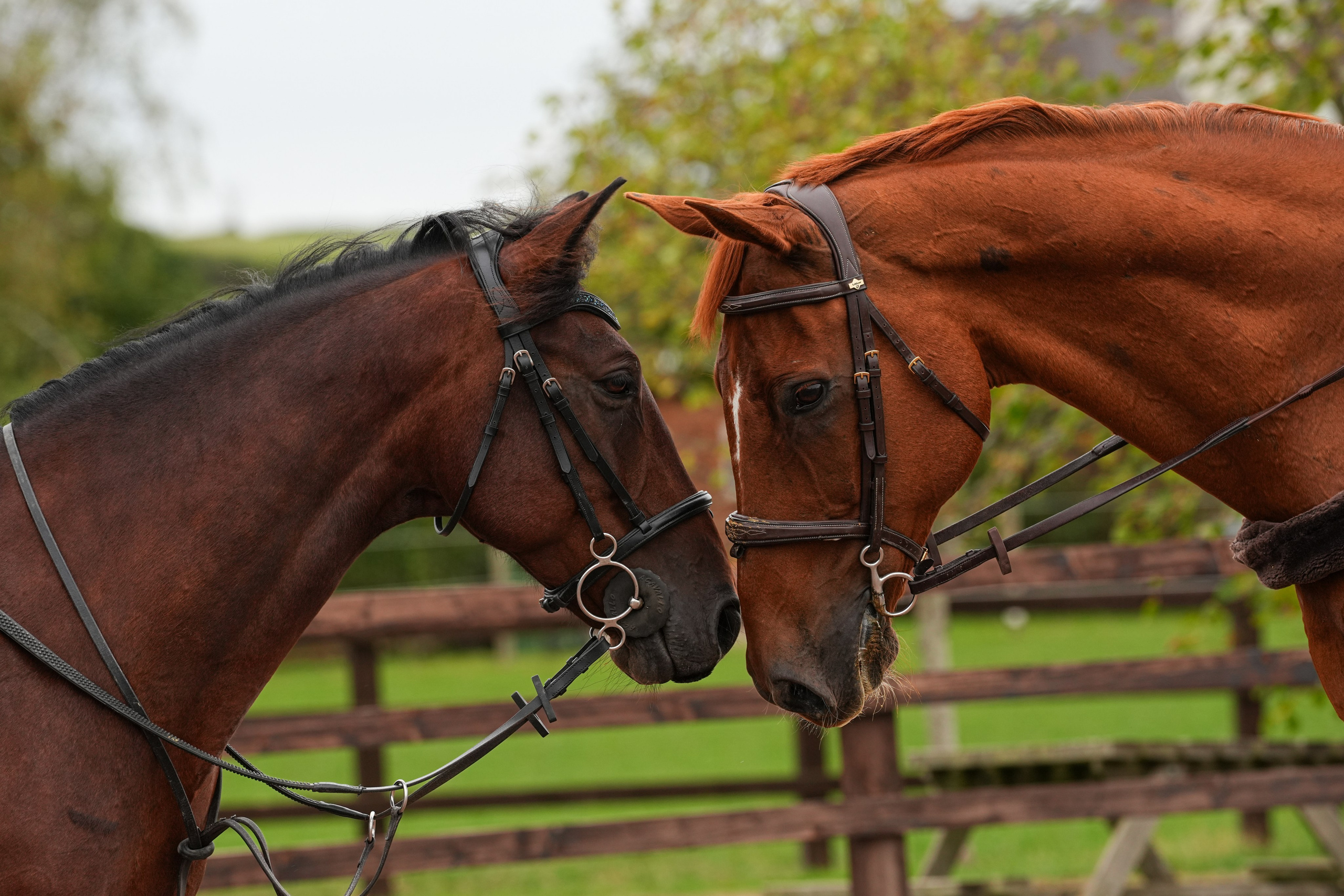 Headshots. Leicestershire Equine Photography by El | Authentic Equine Portraits & Events