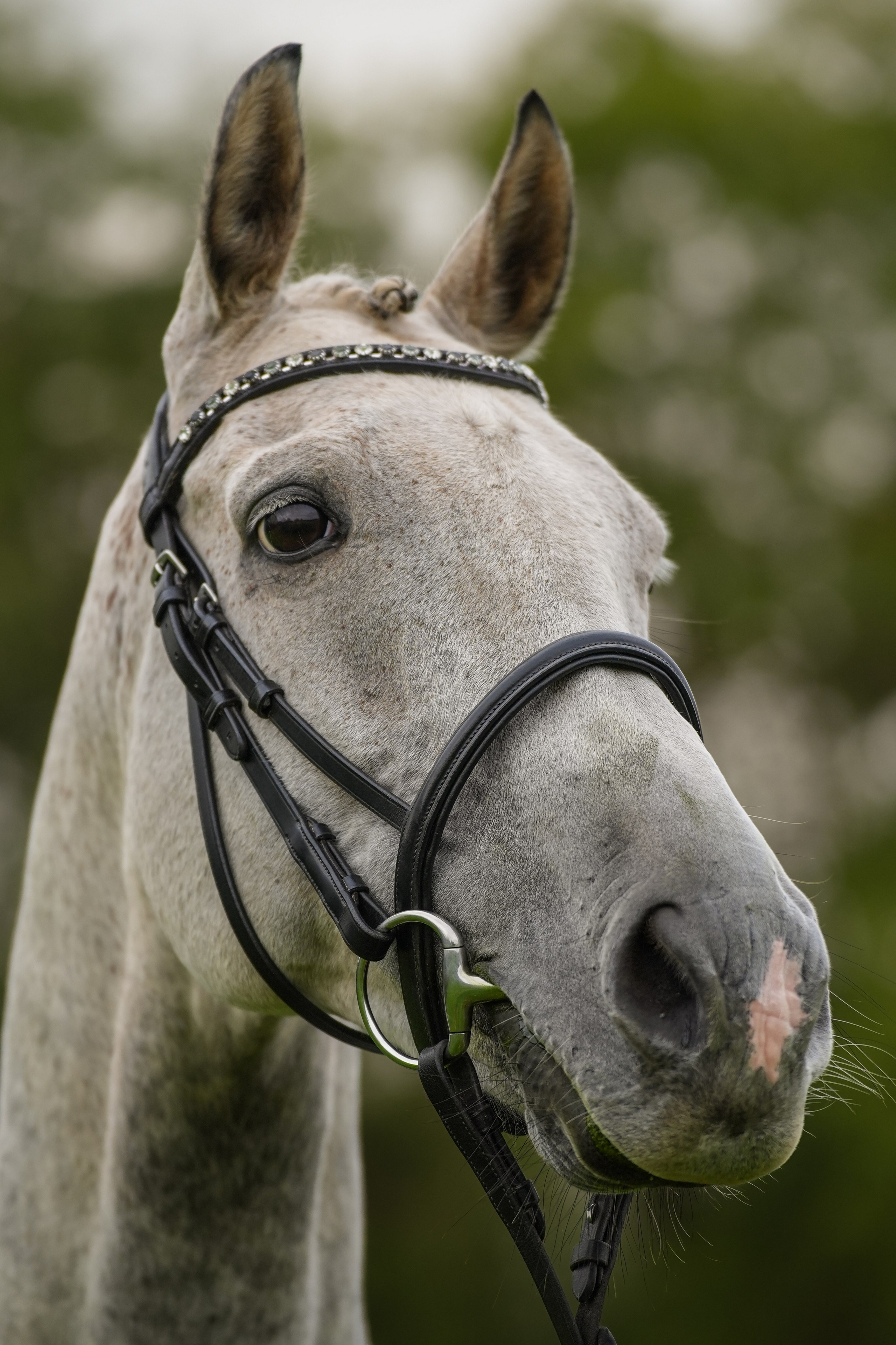 Headshots. Leicestershire Equine Photography by El | Authentic Equine Portraits & Events