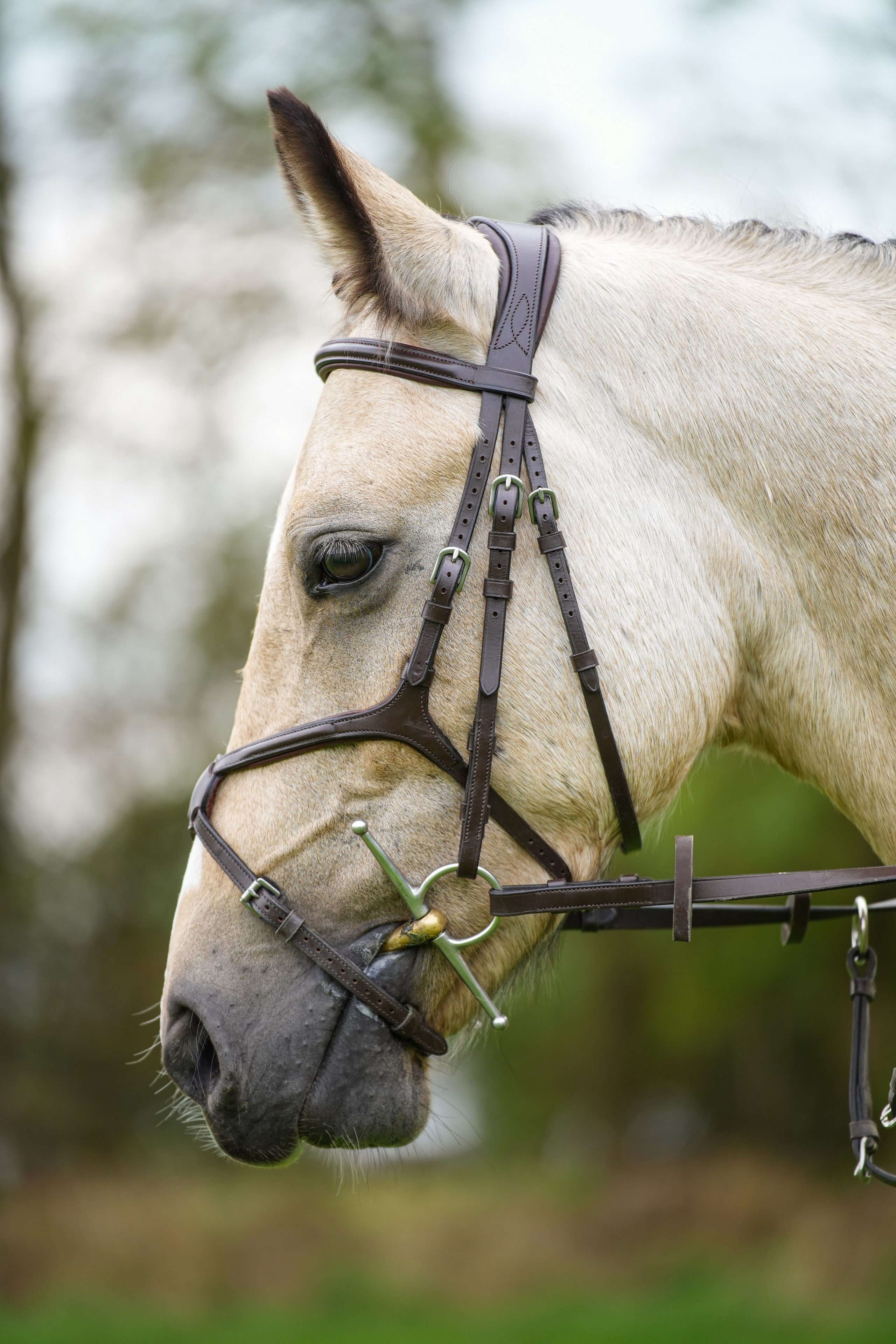 Headshots. Leicestershire Equine Photography by El | Authentic Equine Portraits & Events