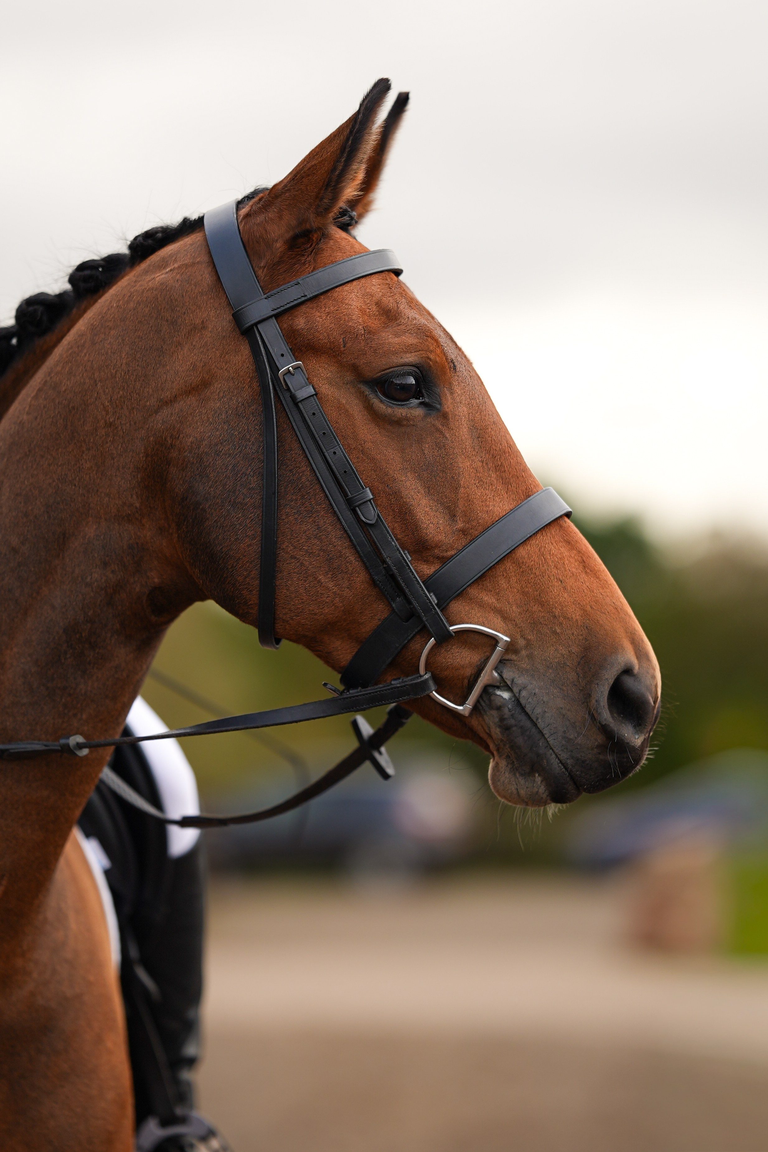 Headshots. Leicestershire Equine Photography by El | Authentic Equine Portraits & Events