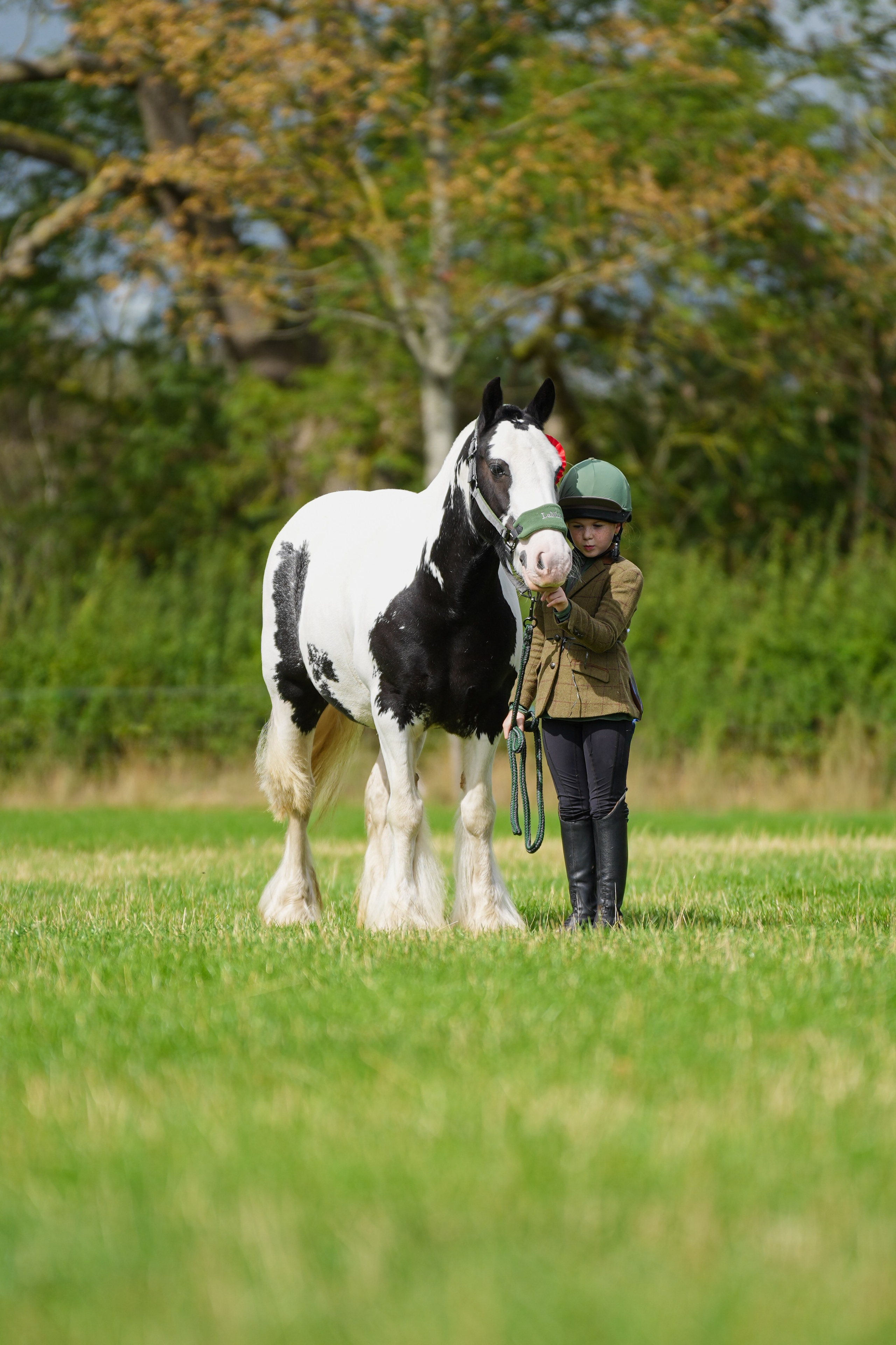 Showing. Leicestershire Equine Photography by El | Authentic Equine Portraits & Events