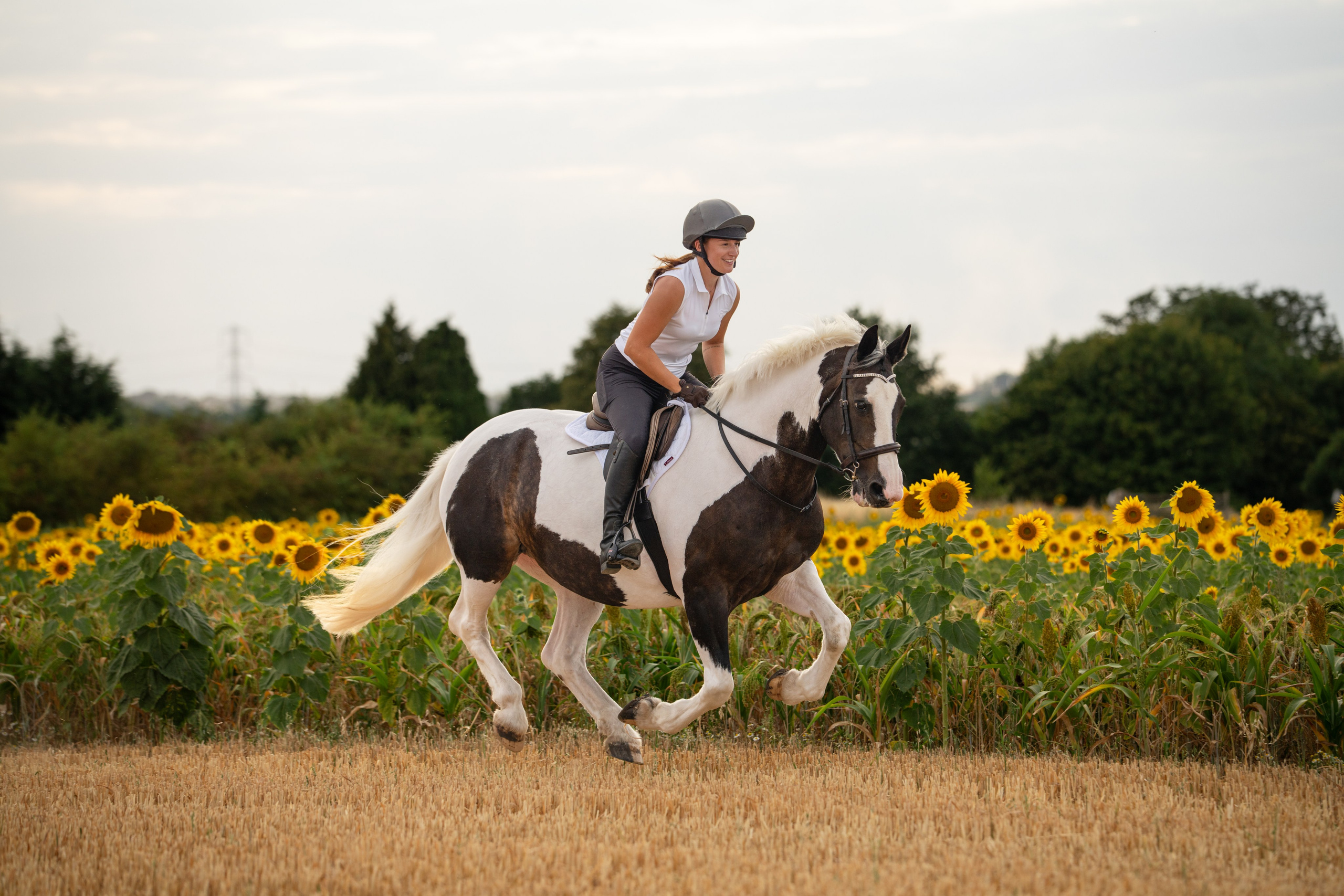 Equine Photography Portfolio | Leicestershire Horse Portrait Photographer. Leicestershire Equine Photography by El | Authentic Equine Portraits & Events