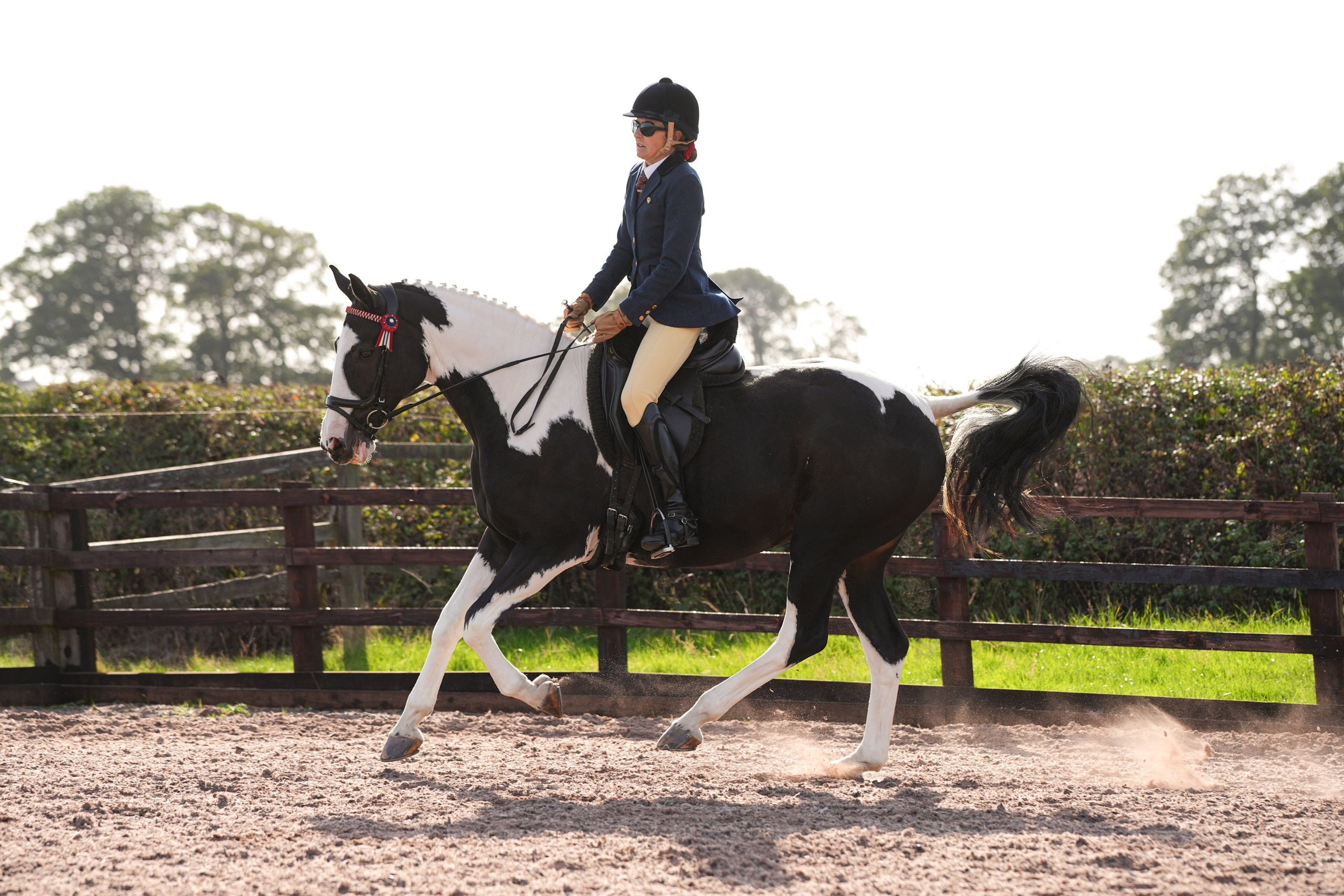 Showing. Leicestershire Equine Photography by El | Authentic Equine Portraits & Events