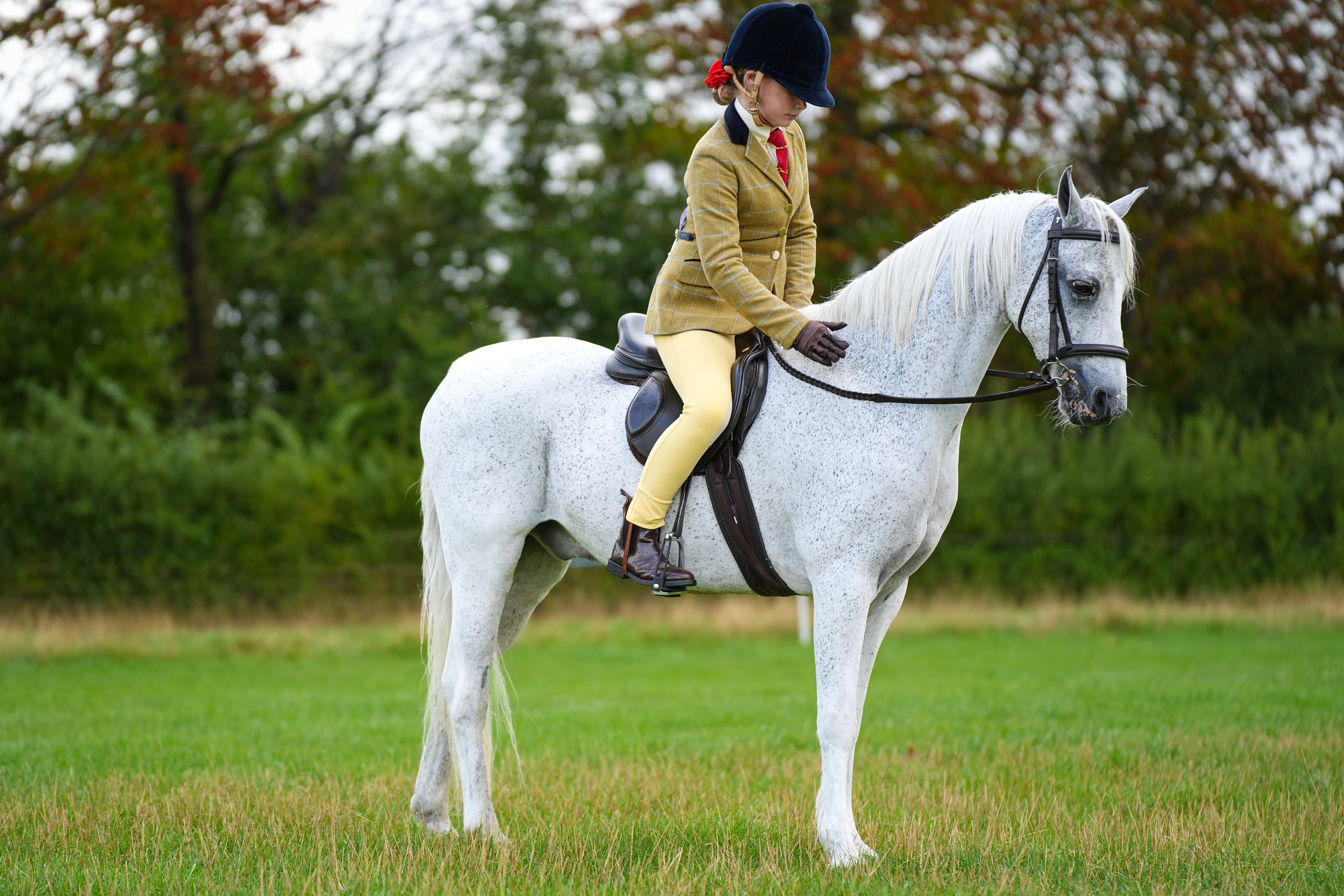 Showing. Leicestershire Equine Photography by El | Authentic Equine Portraits & Events