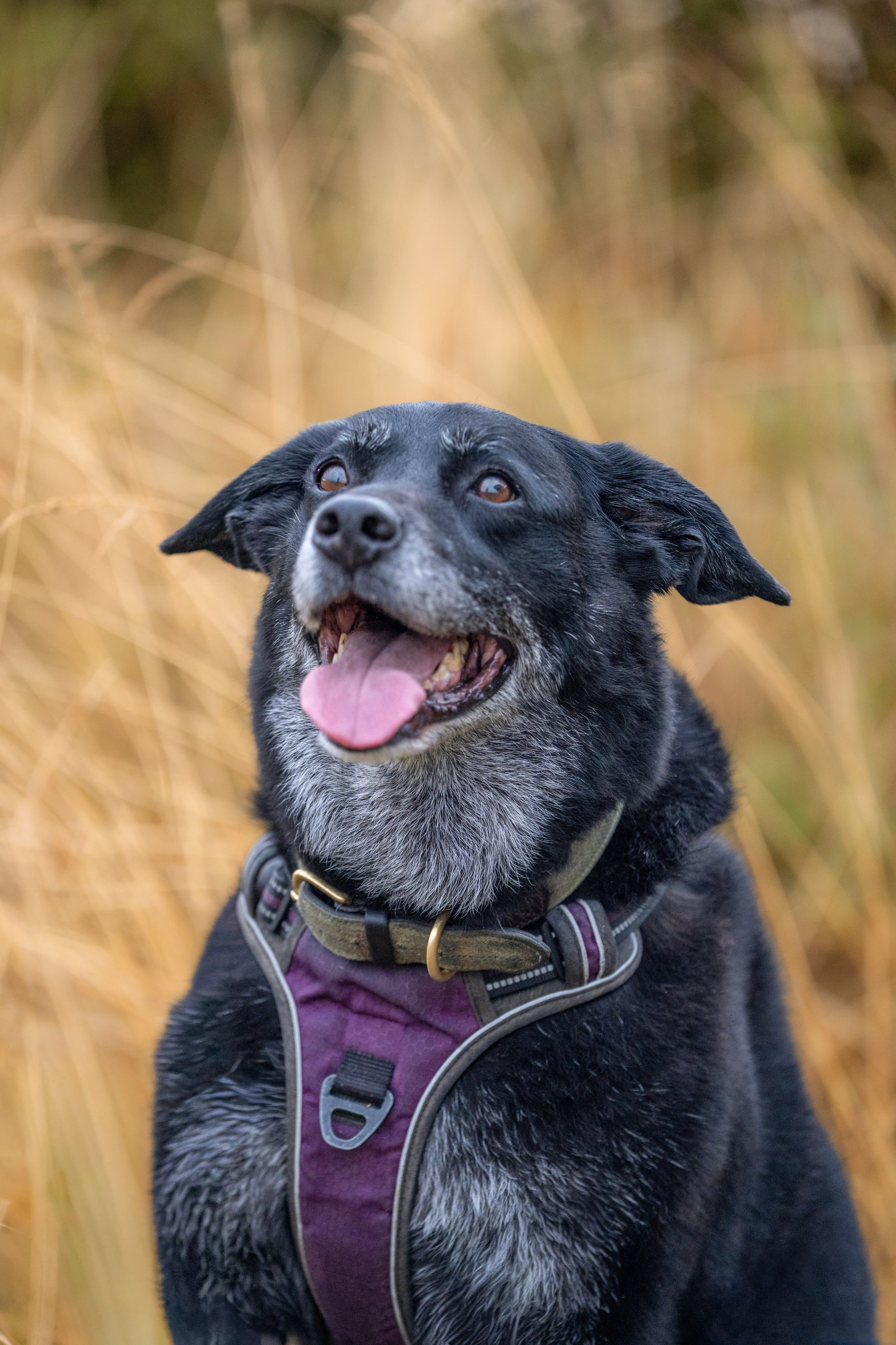 Canine. Leicestershire Equine Photography by El | Authentic Equine Portraits & Events