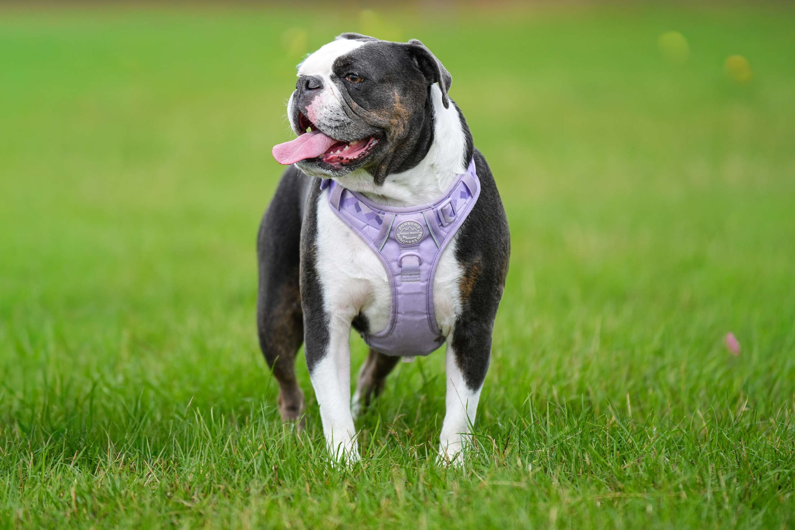 Canine. Leicestershire Equine Photography by El | Authentic Equine Portraits & Events