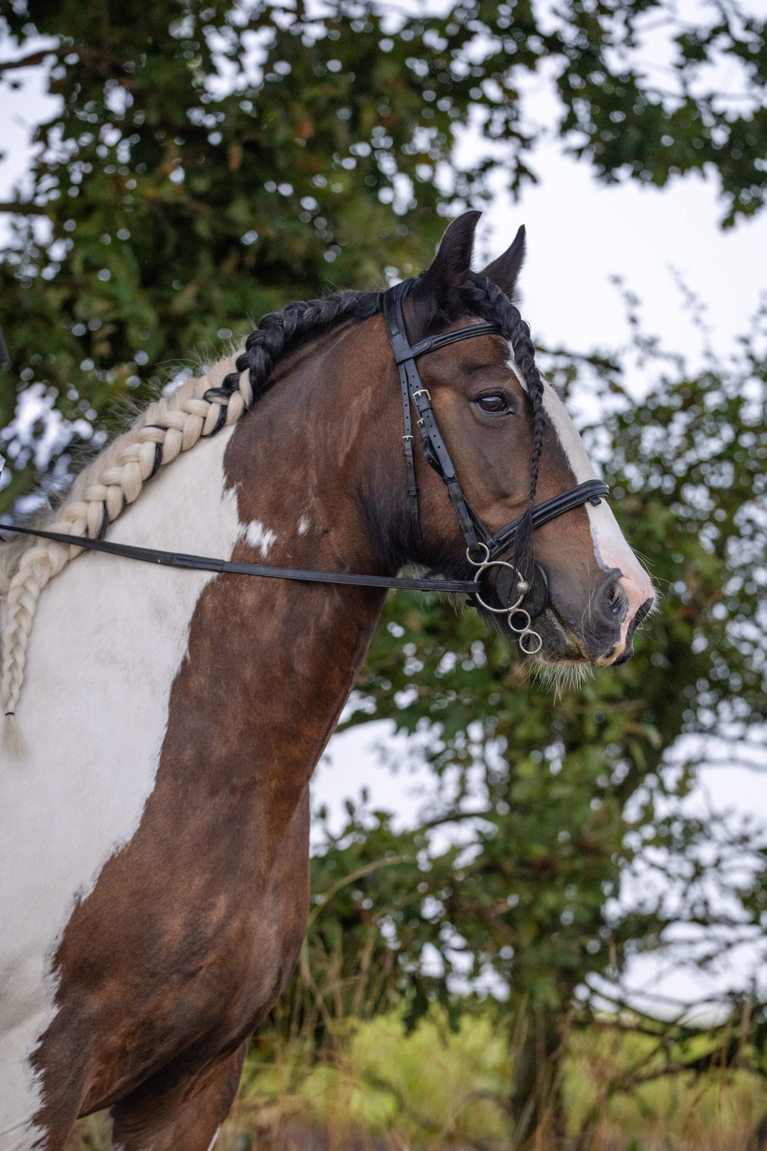 Headshots. Leicestershire Equine Photography by El | Authentic Equine Portraits & Events