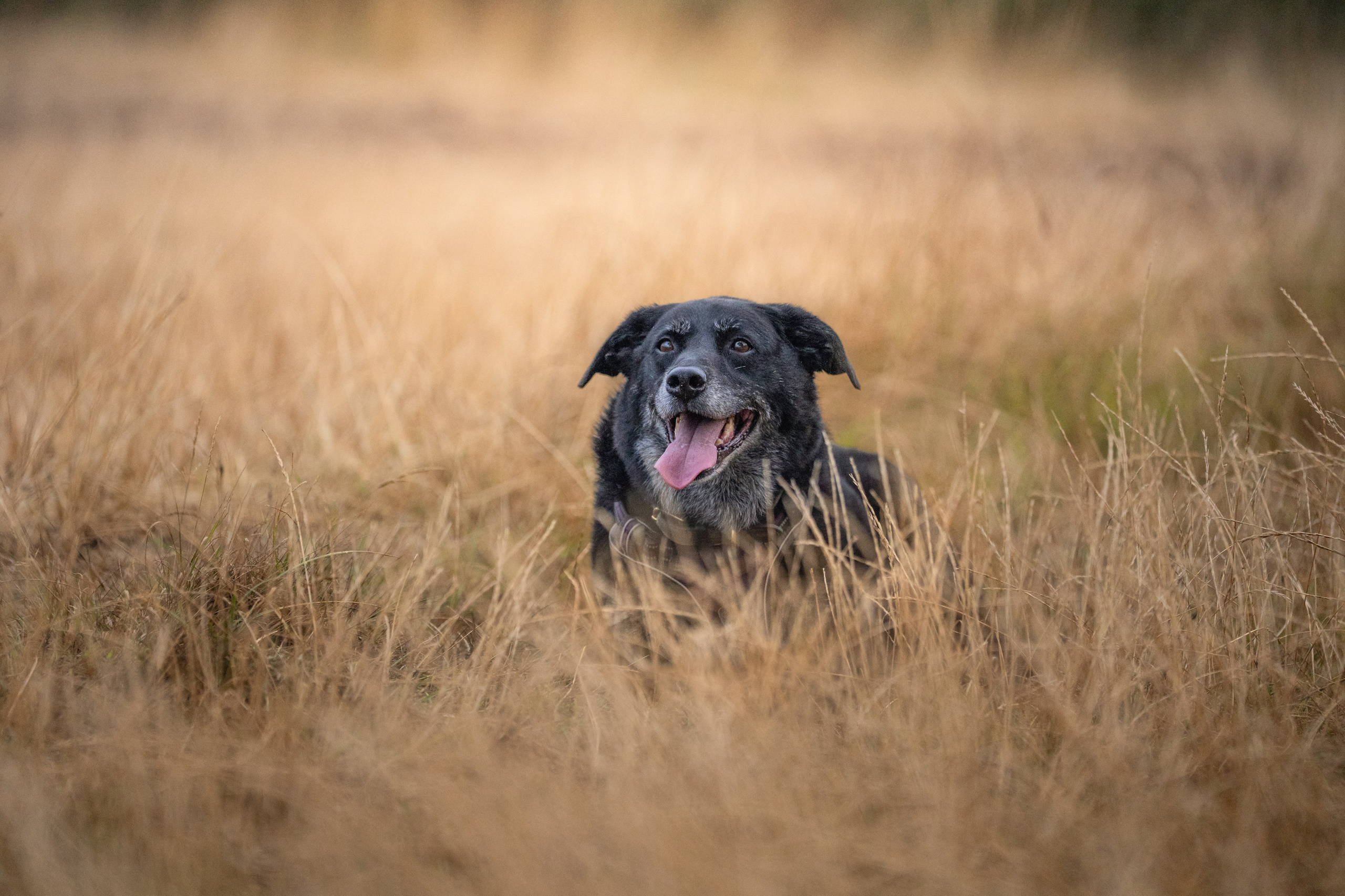 Canine. Leicestershire Equine Photography by El | Authentic Equine Portraits & Events