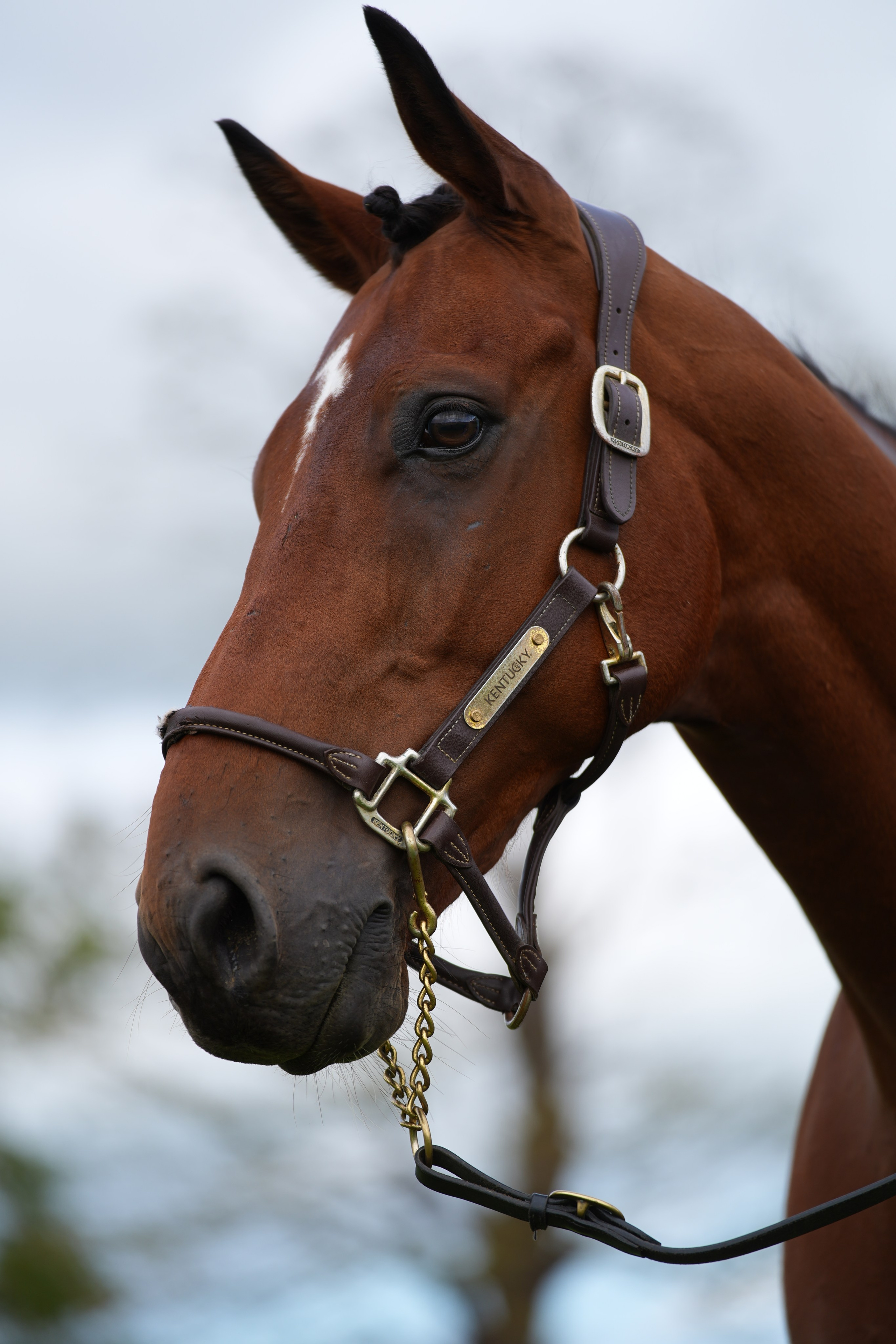 Headshots. Leicestershire Equine Photography by El | Authentic Equine Portraits & Events