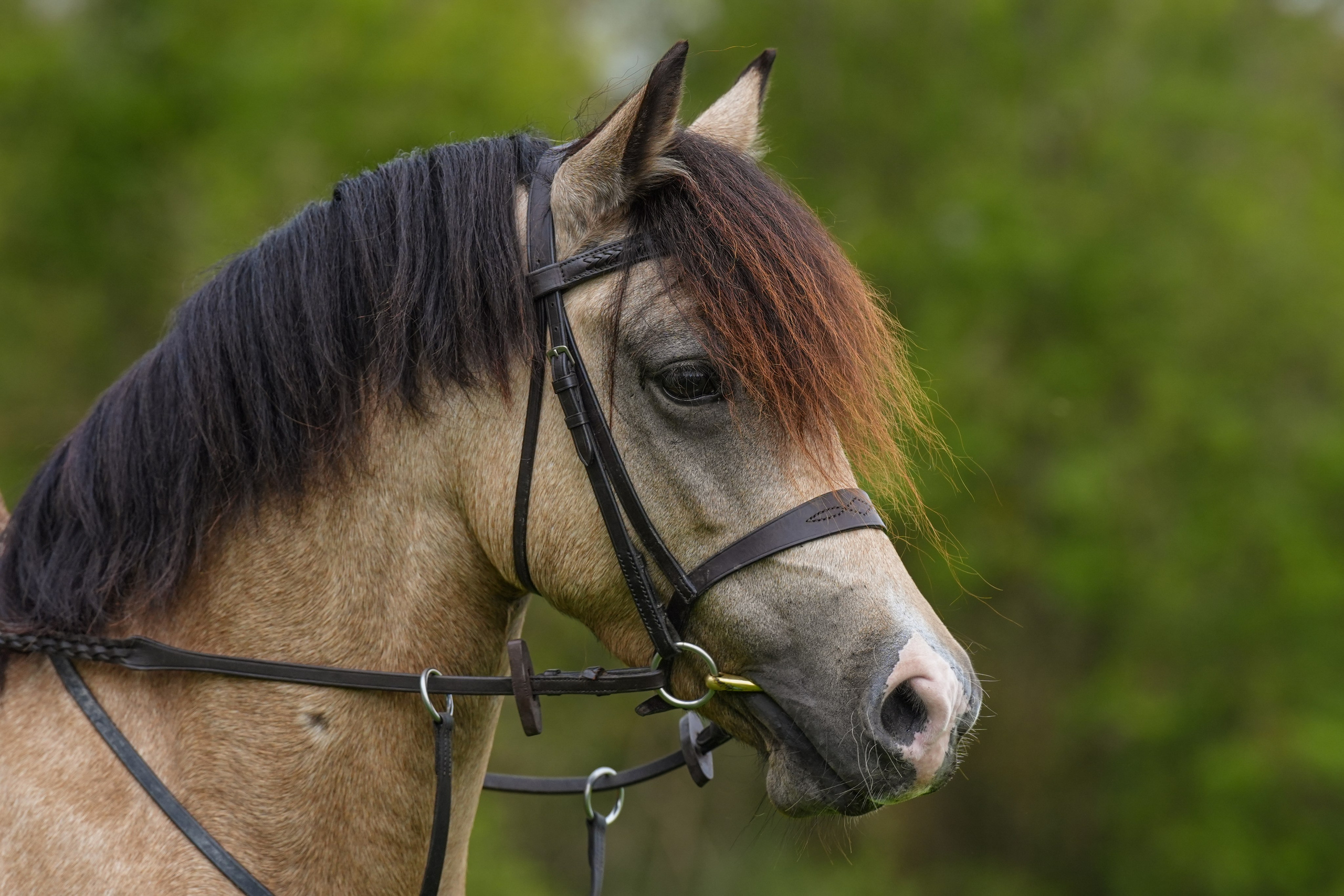 Headshots. Leicestershire Equine Photography by El | Authentic Equine Portraits & Events